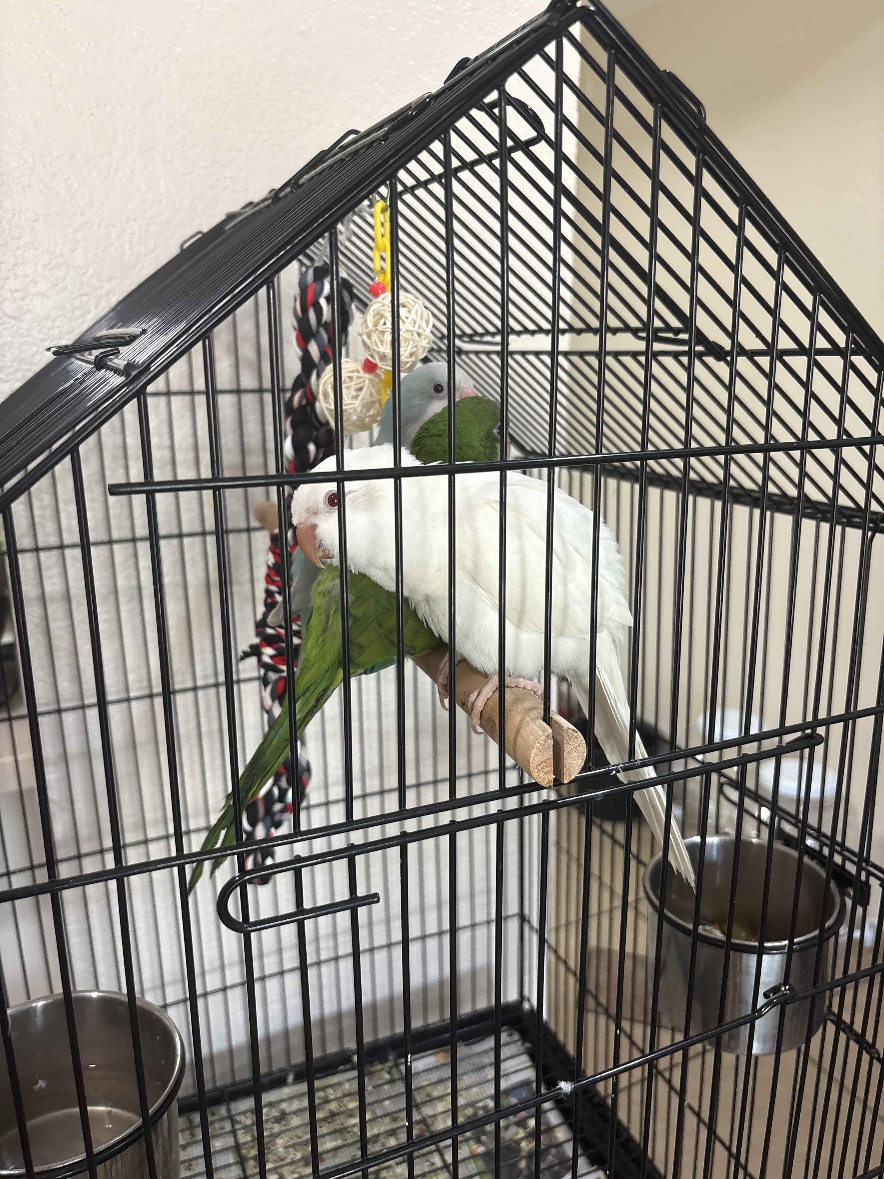 Quaker Parrot image 1