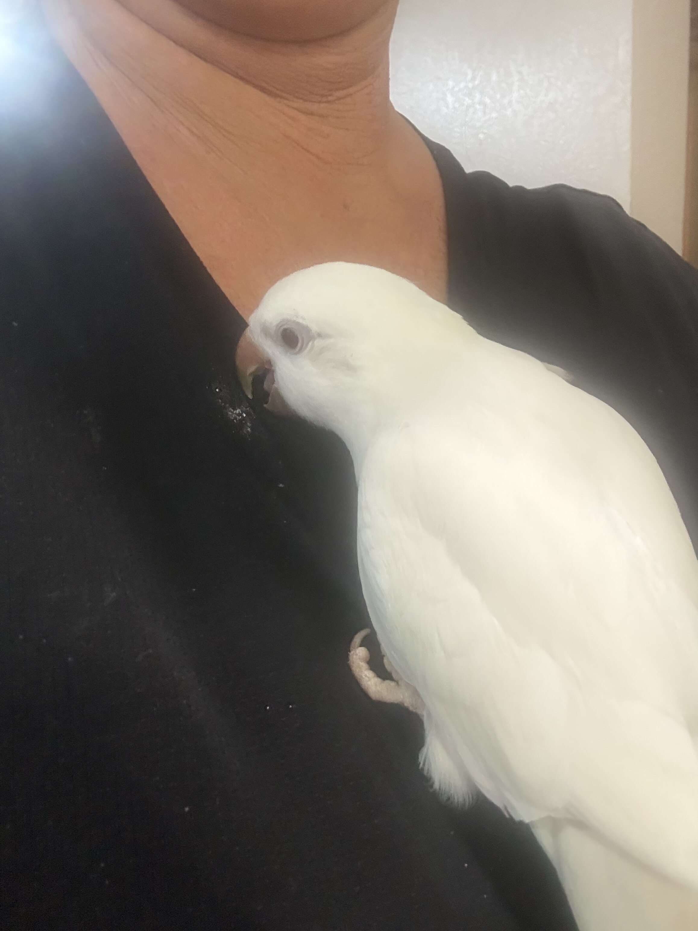 Quaker Parrot image 2