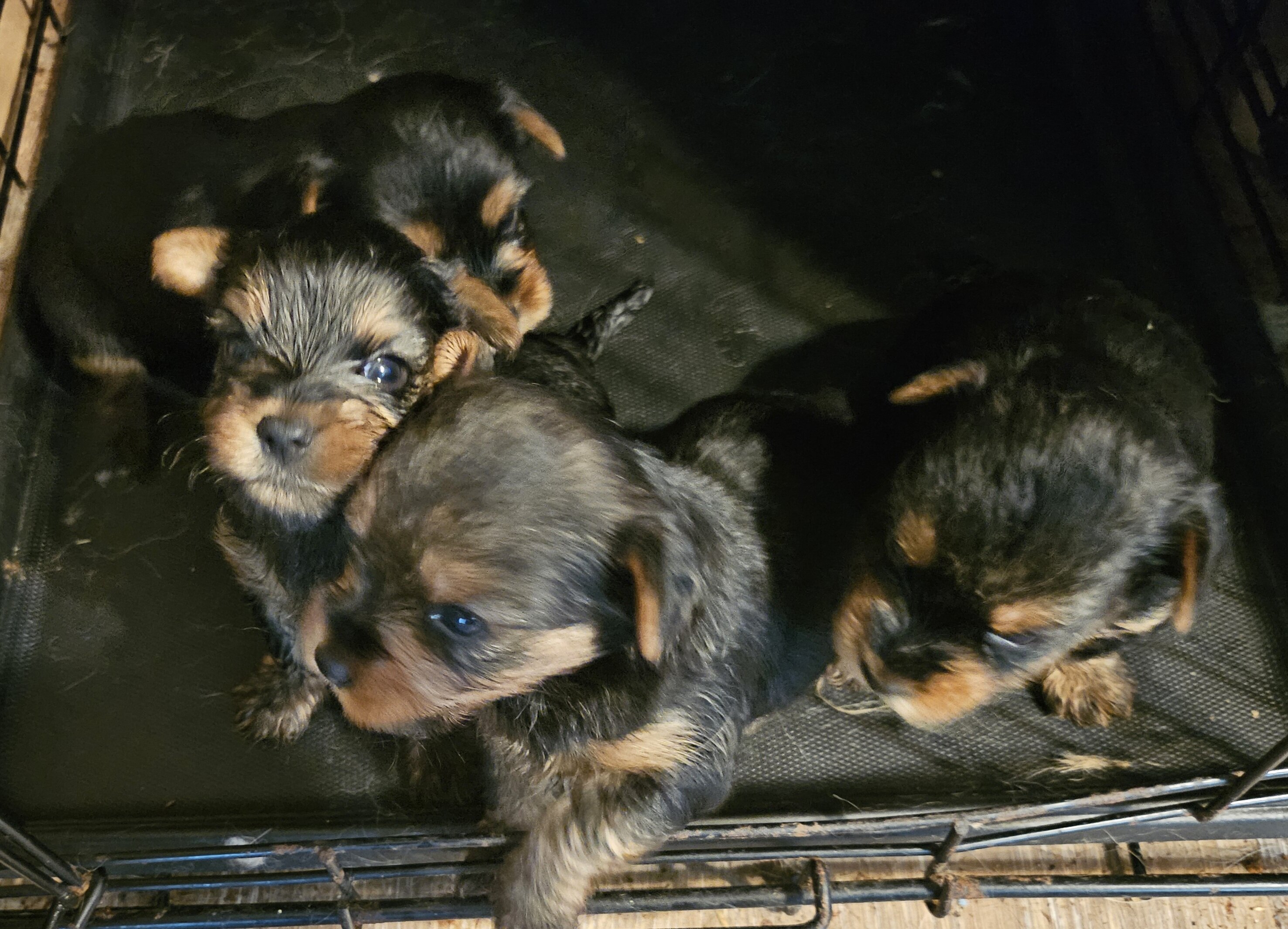 Puppies image 3