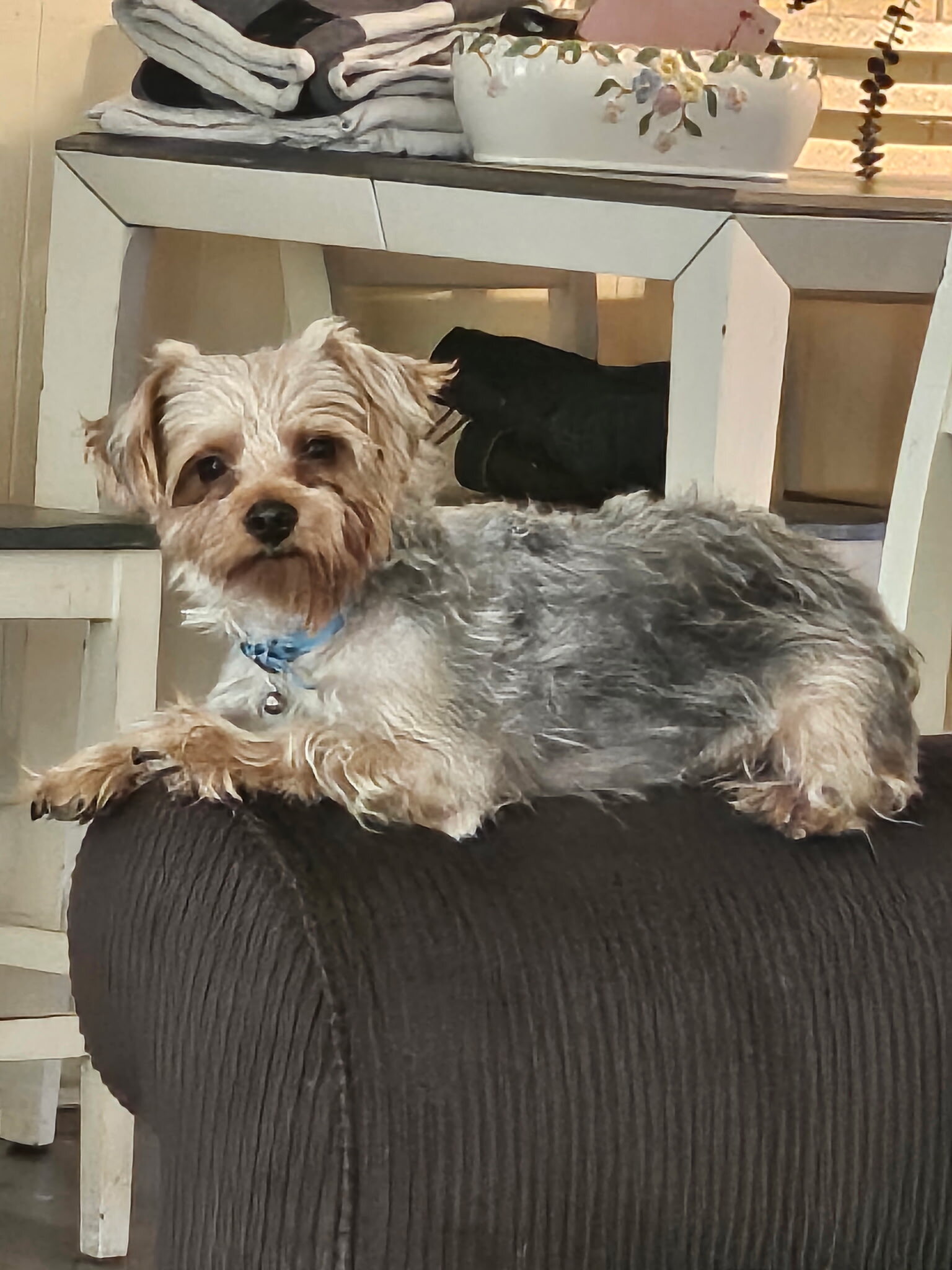 Puppies image 1