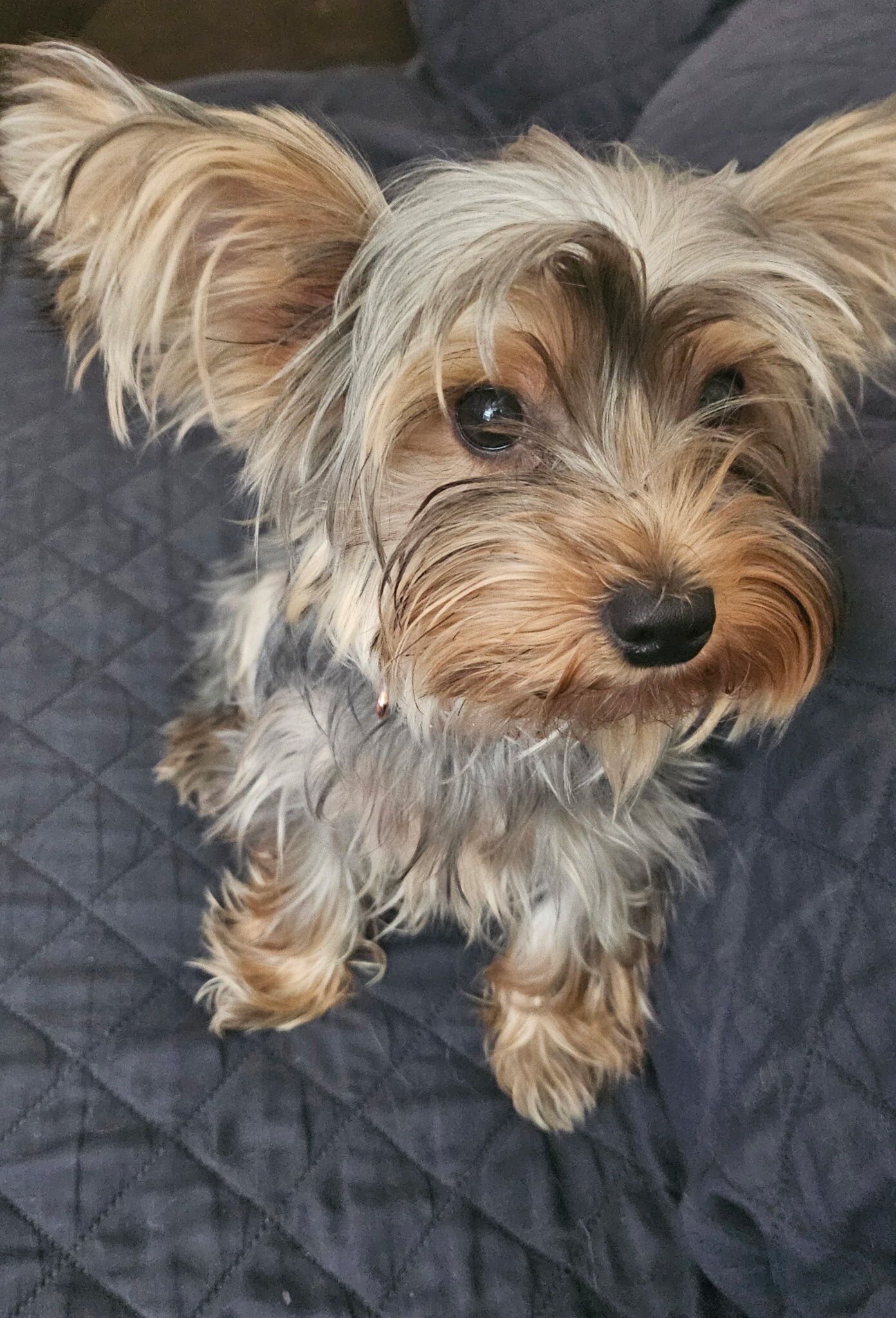 Puppies image 2