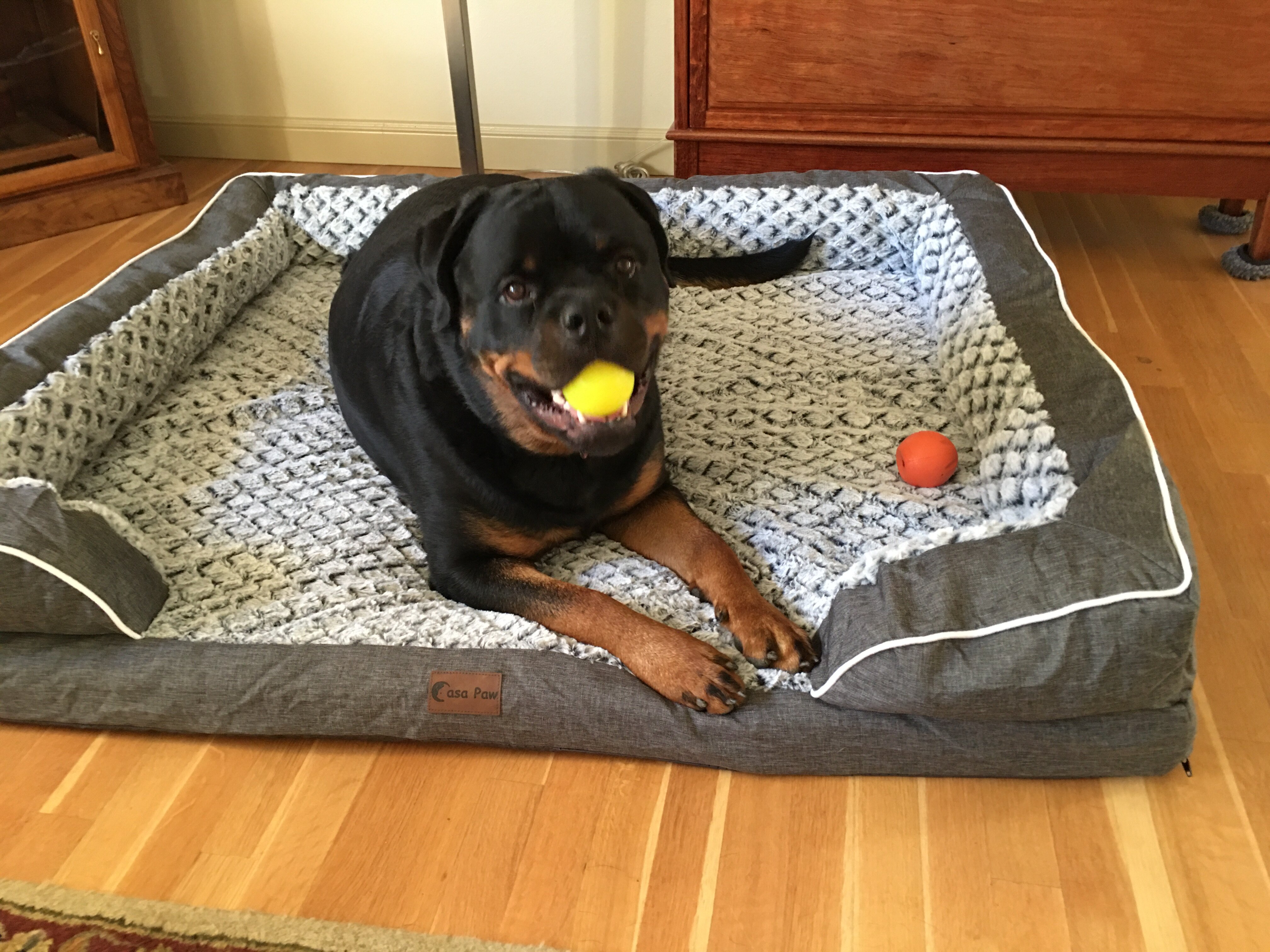 I want a Rottweiler puppy image 1