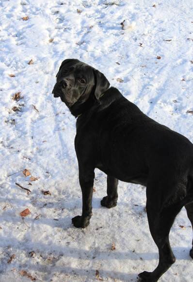 Dog image 1