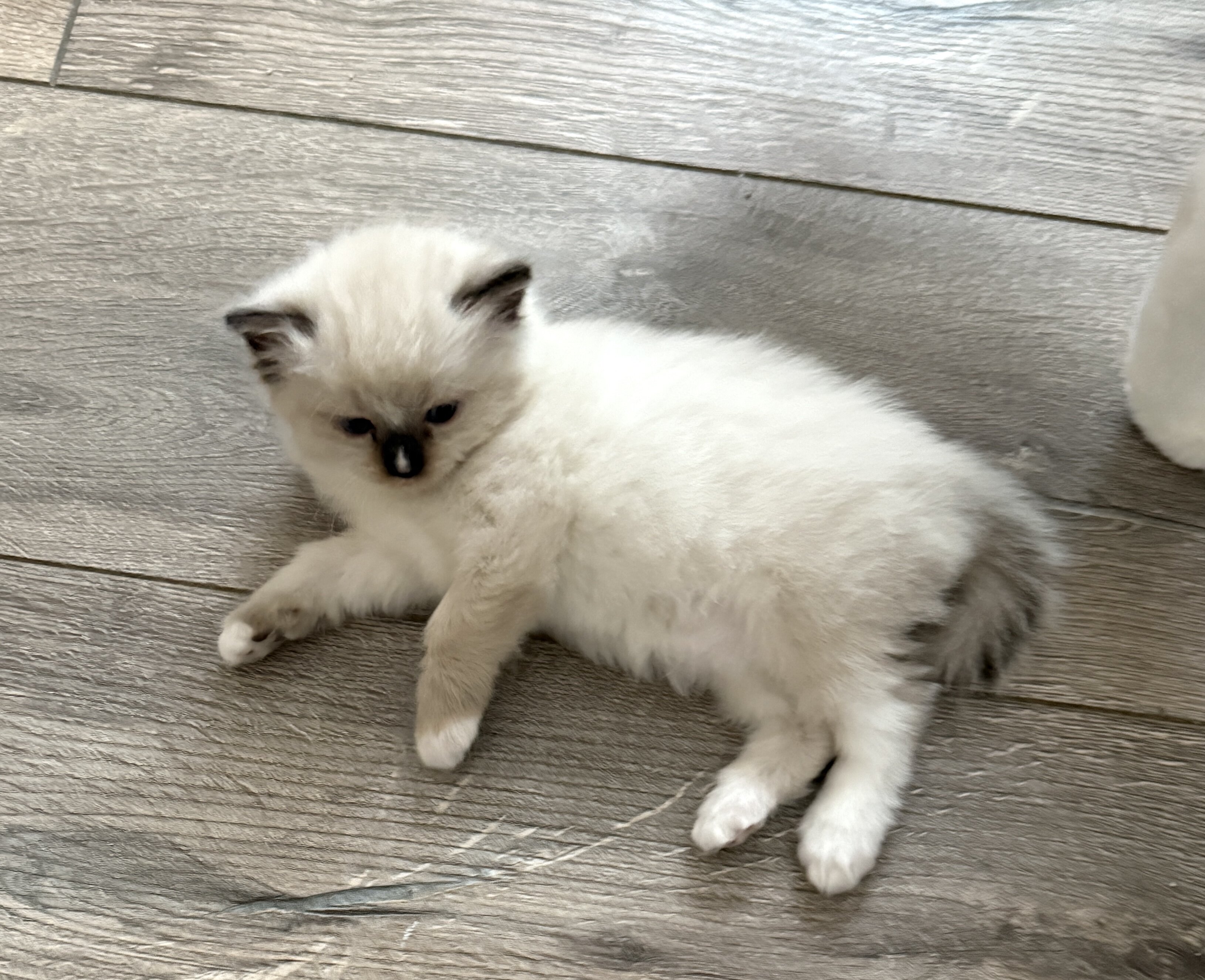 Ragdoll kittens image 4