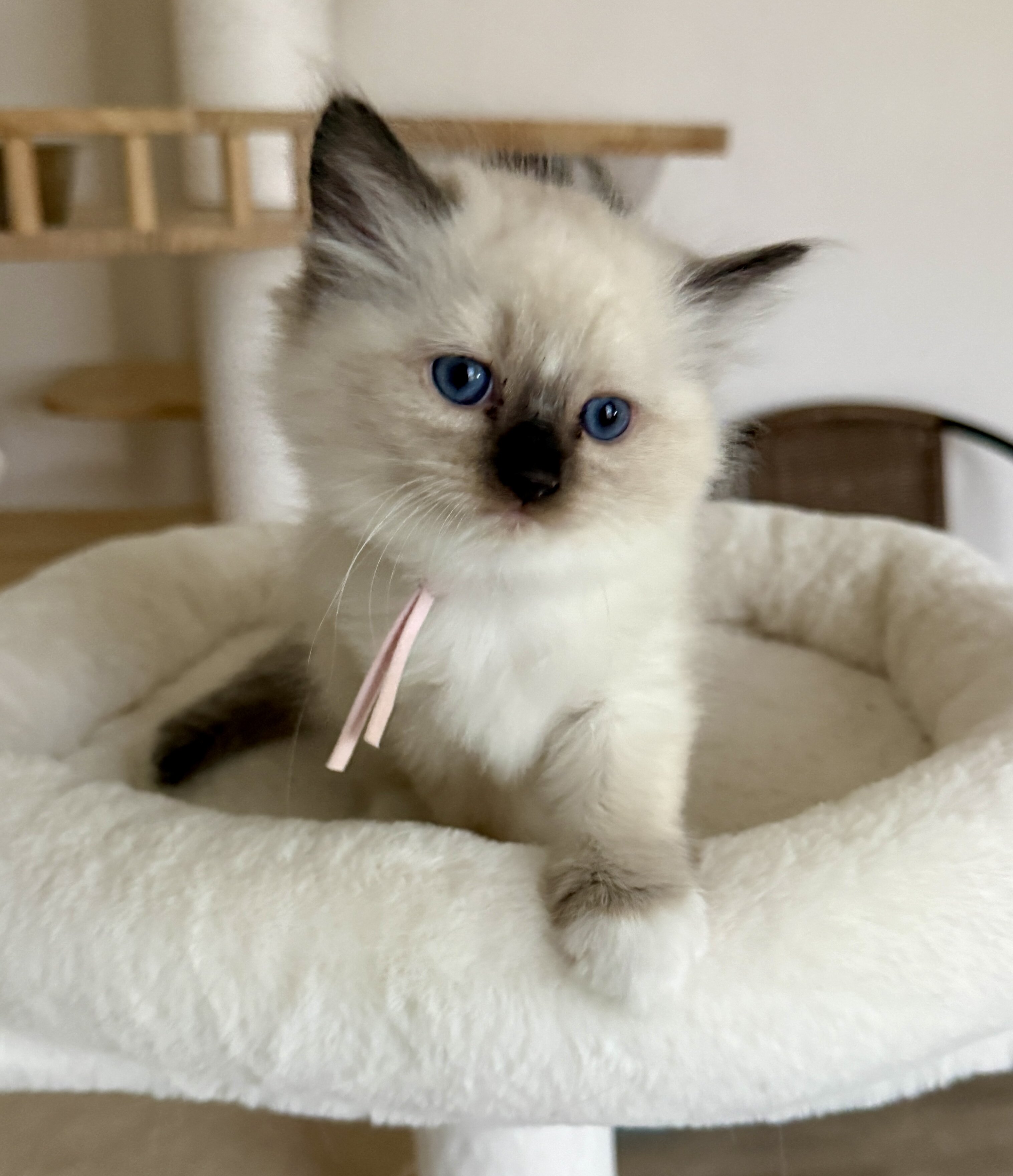 Ragdoll kittens image 1