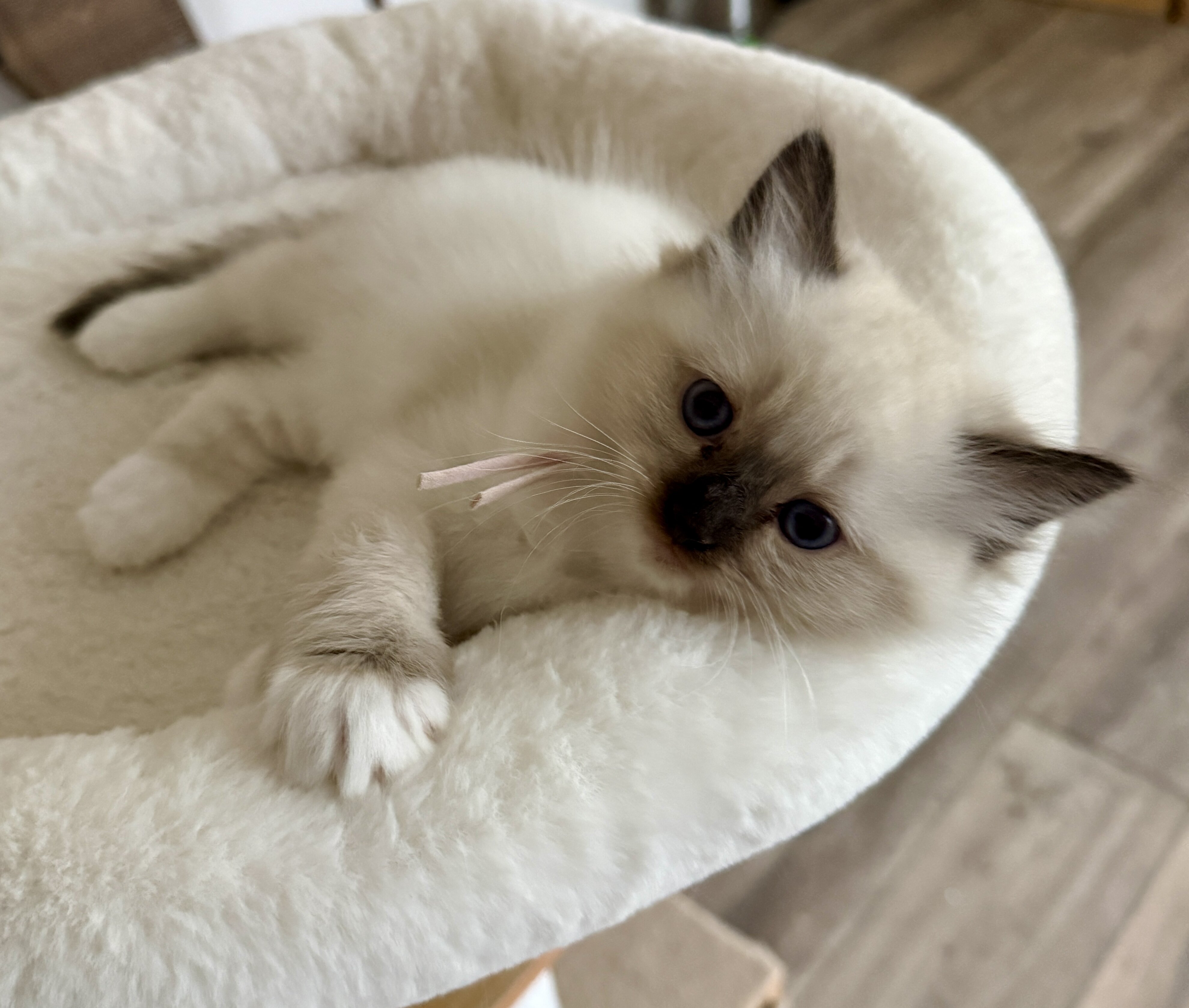 Ragdoll kittens image 3
