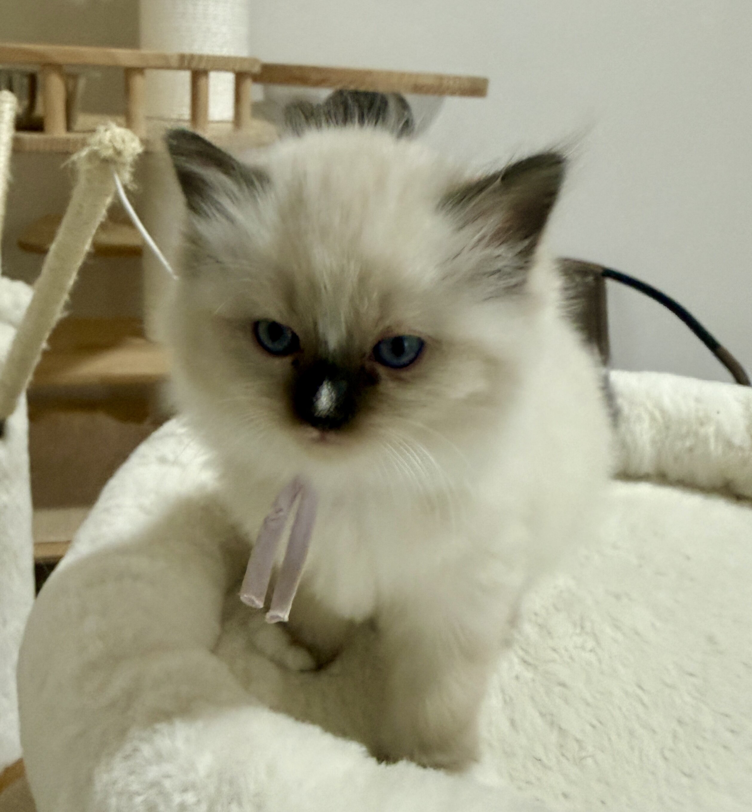 Ragdoll kittens image 5