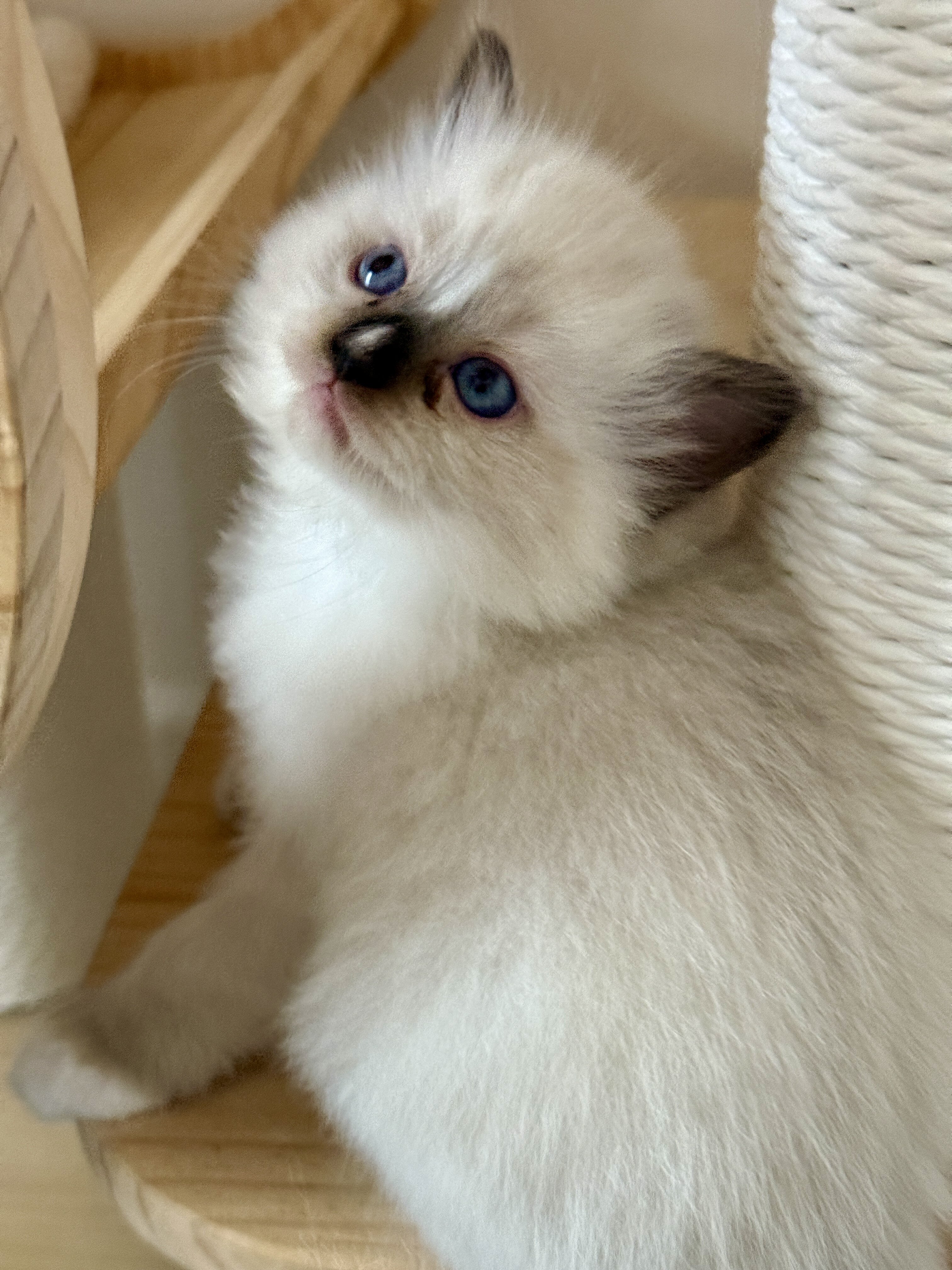 Ragdoll kittens image 6