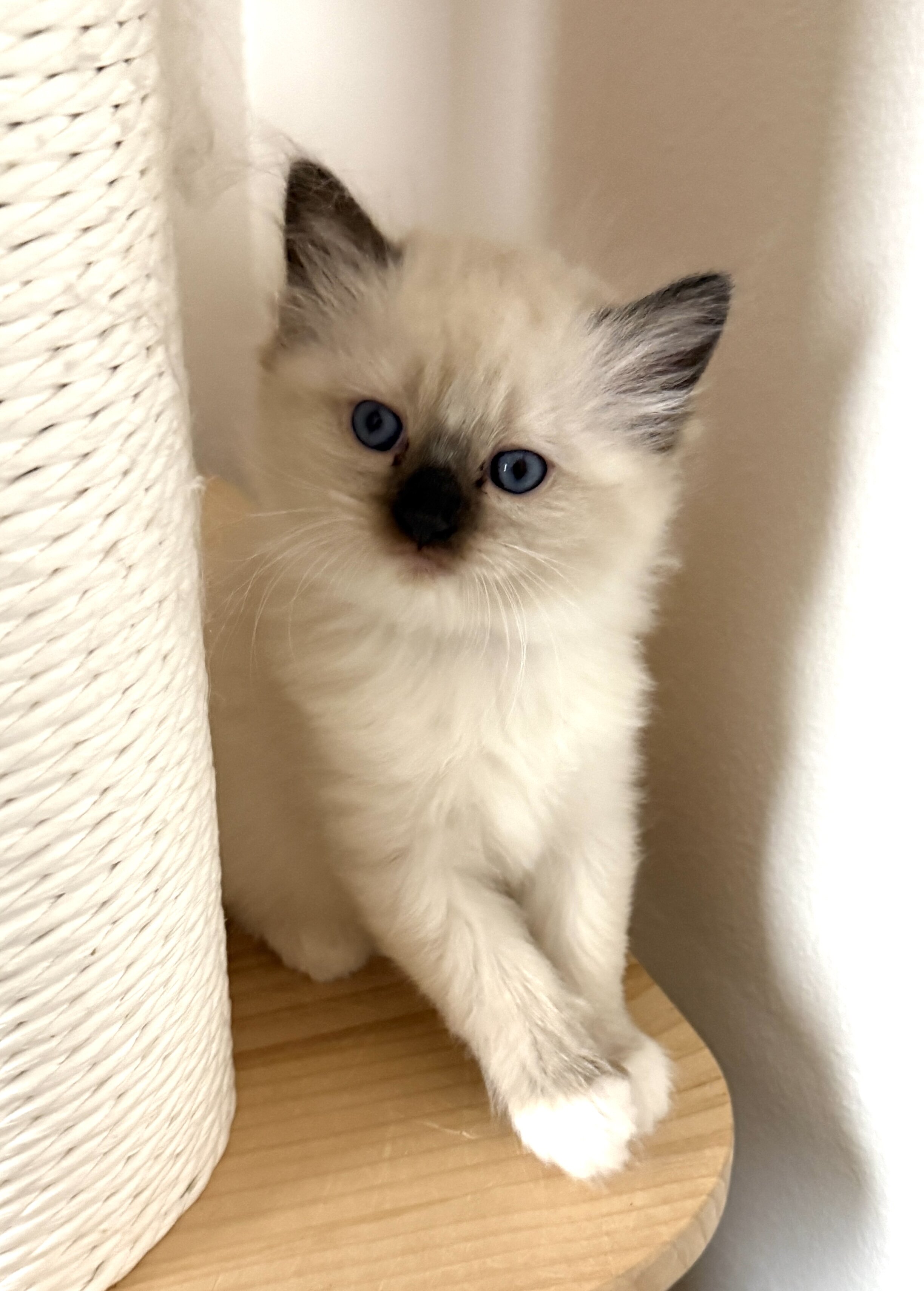 Ragdoll kittens image 2