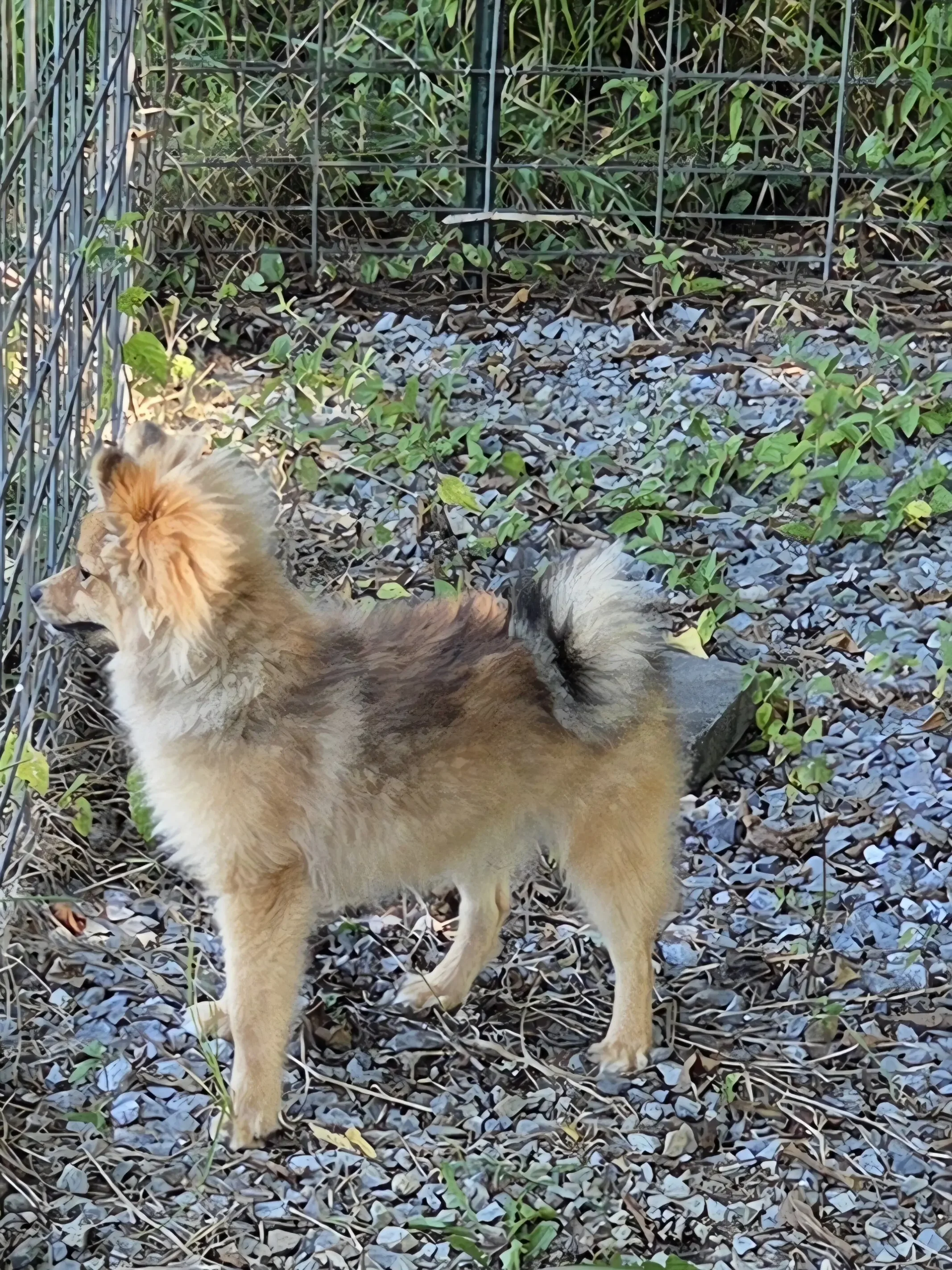 Teddy image 1