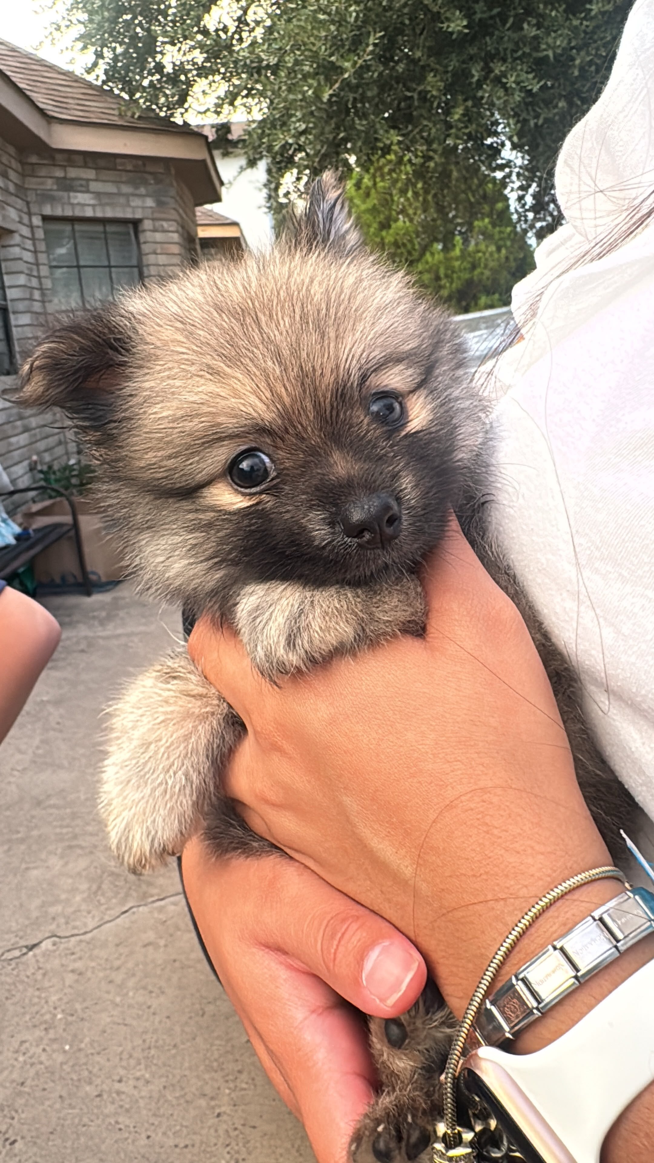 Pomeranian image 1