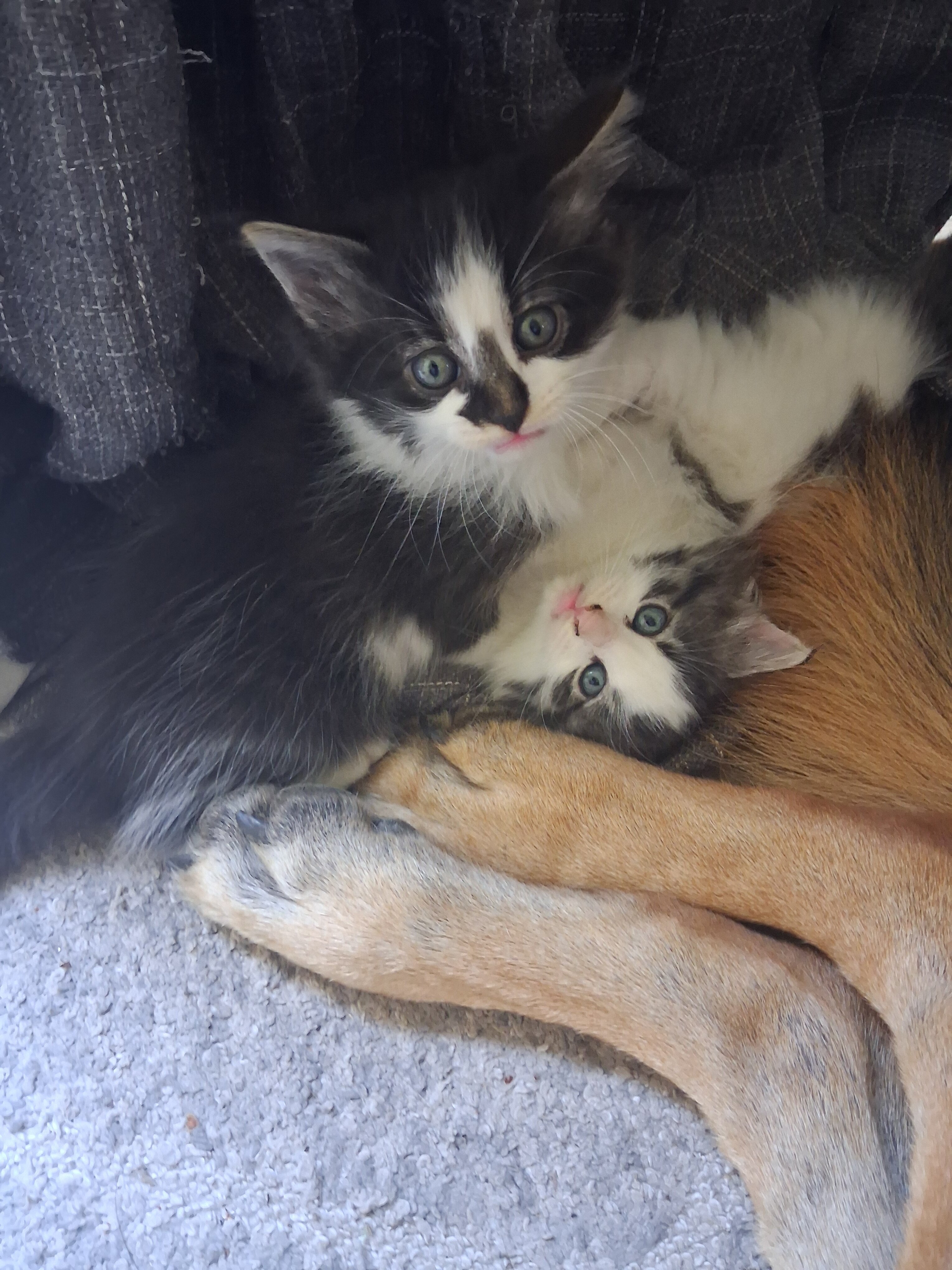 Fluffy adorable kittens image 2