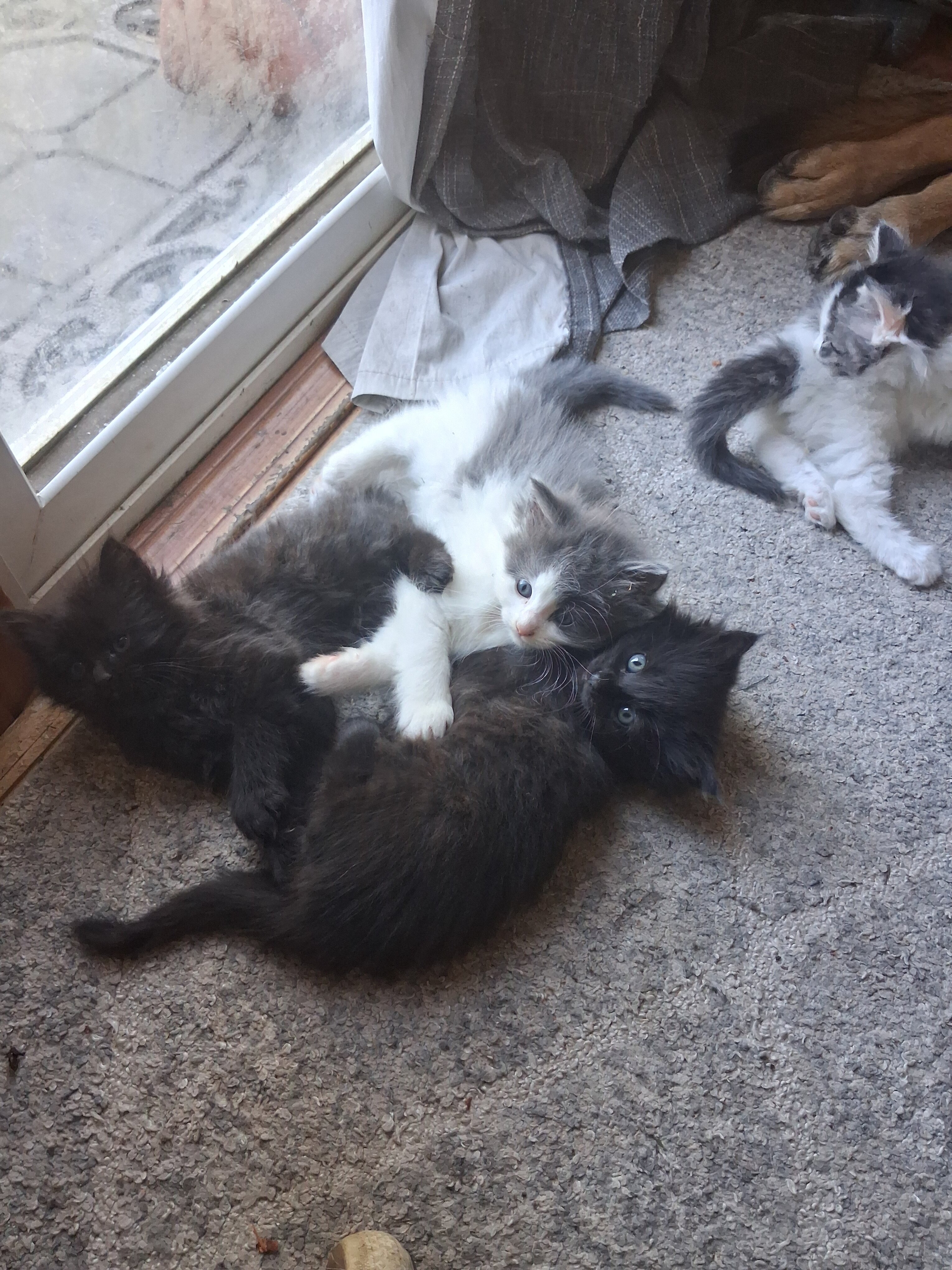 Fluffy adorable kittens image 1