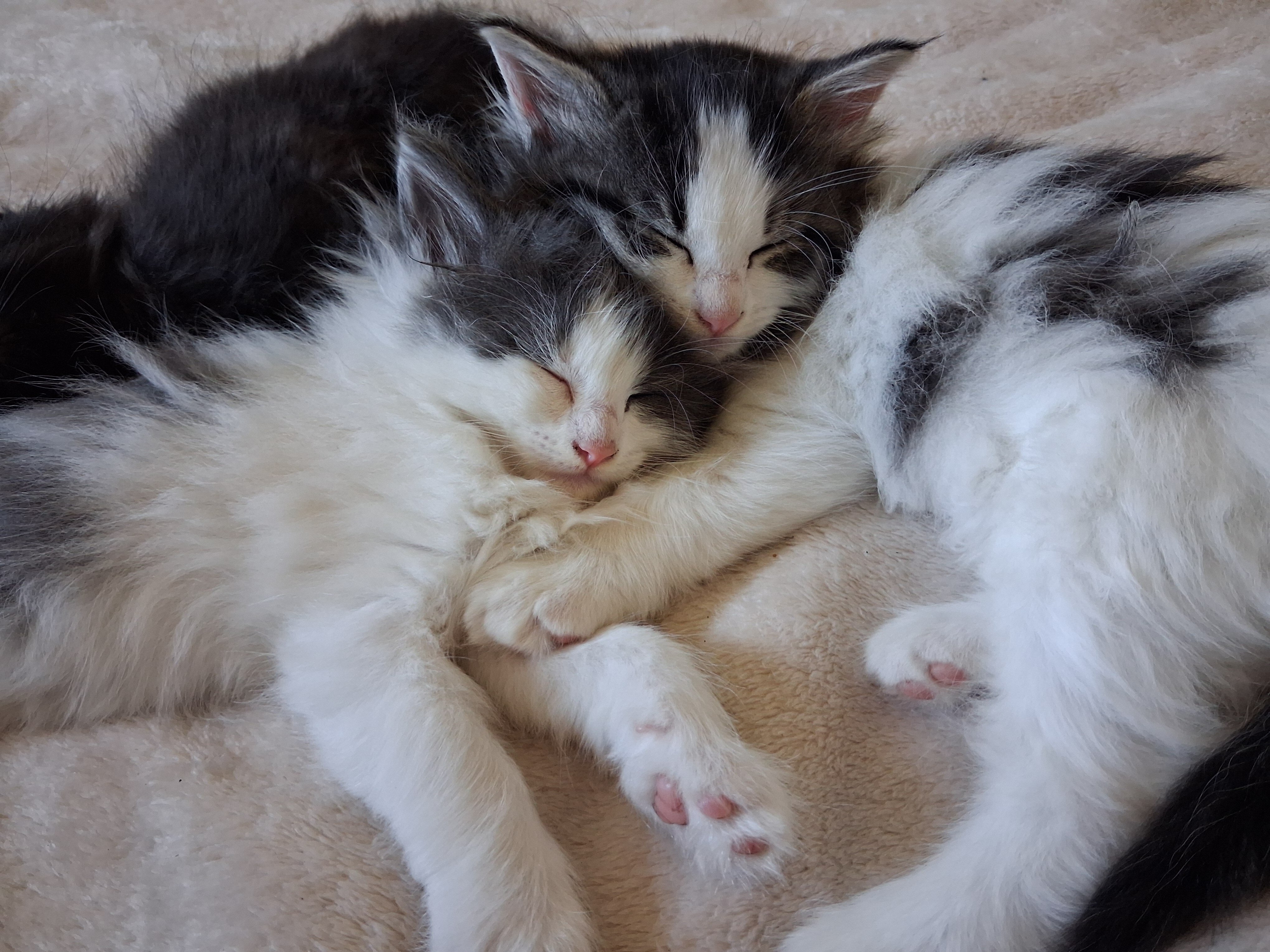 Fluffy adorable kittens image 3