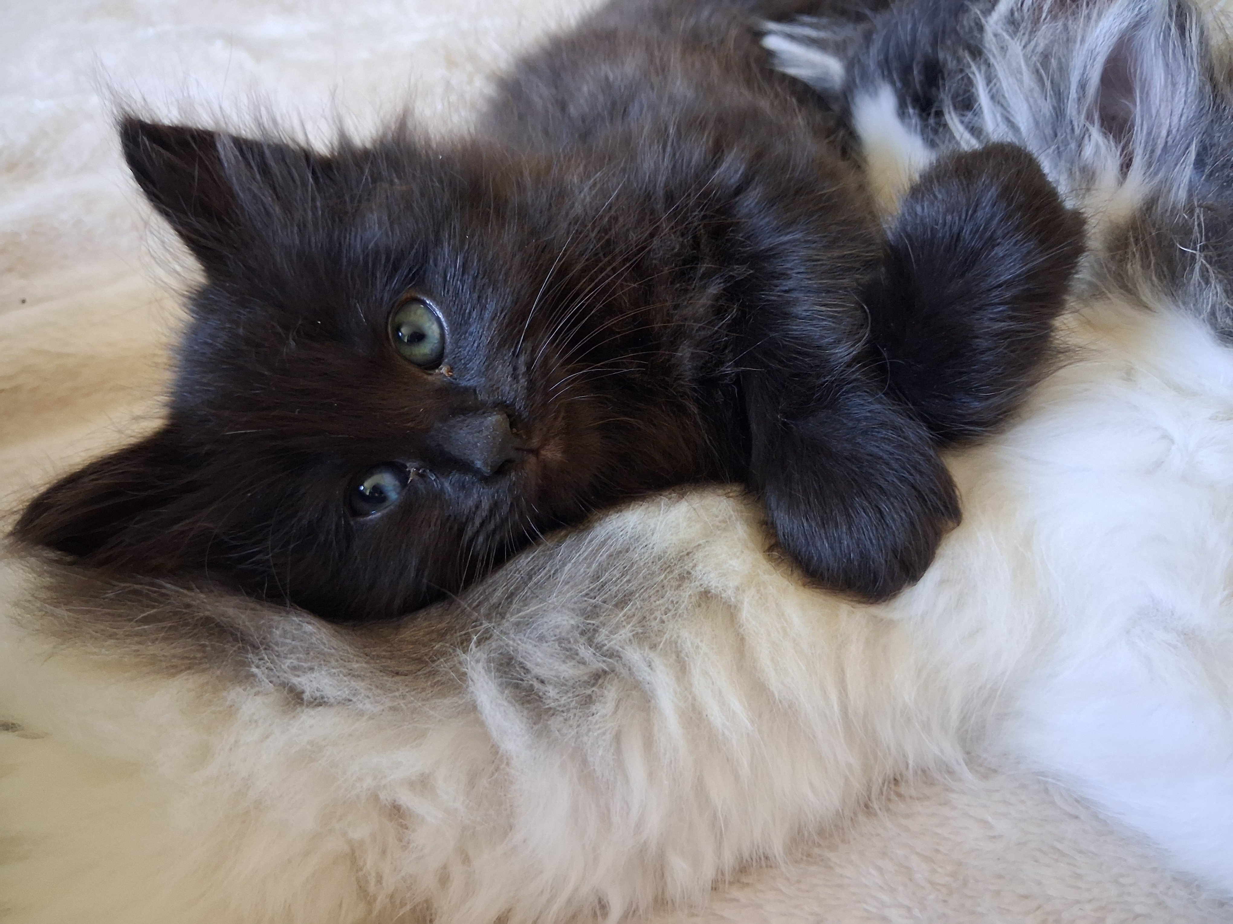 Fluffy adorable kittens image 4