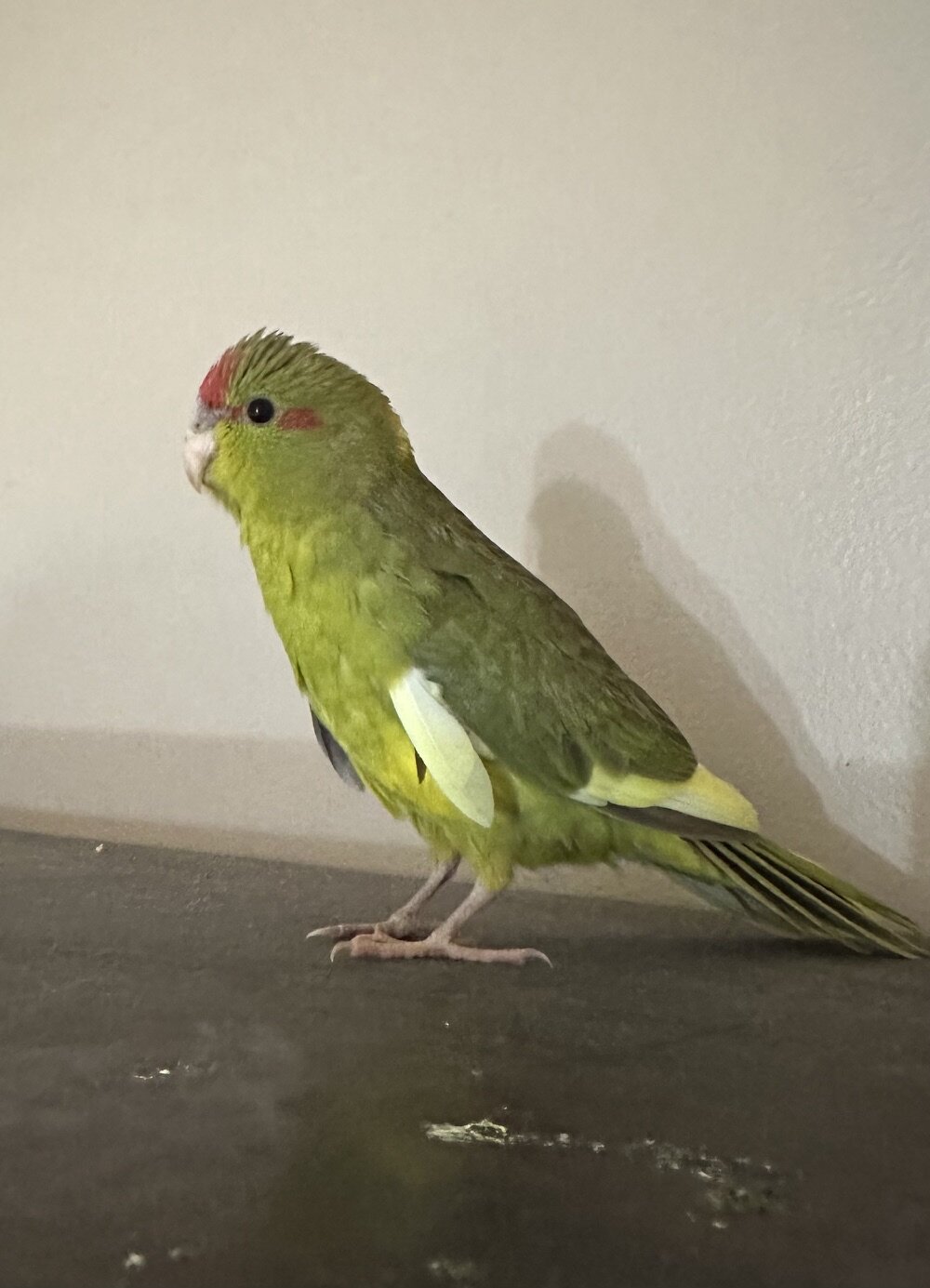 kakariki baby image 2