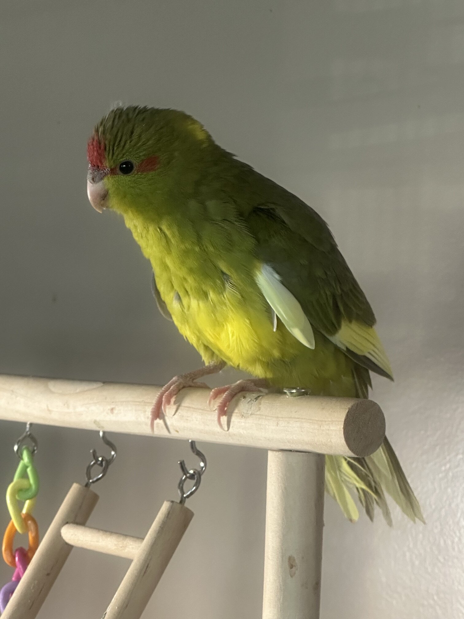 kakariki baby image 1