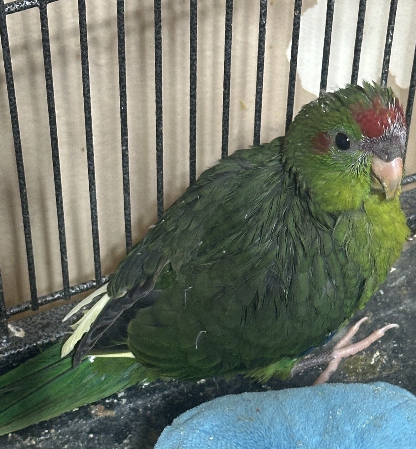 kakariki bird image 2