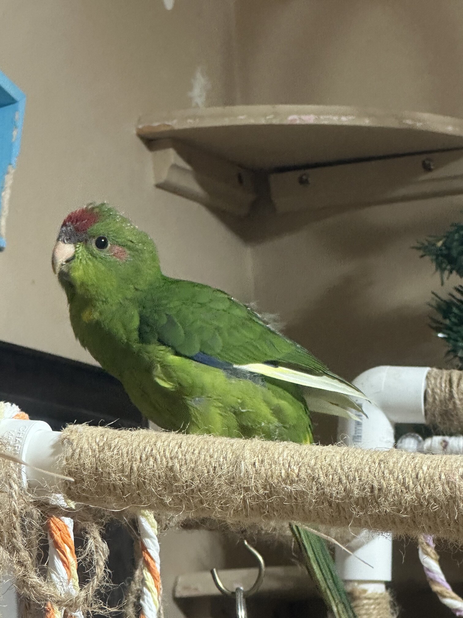 kakariki bird image 1