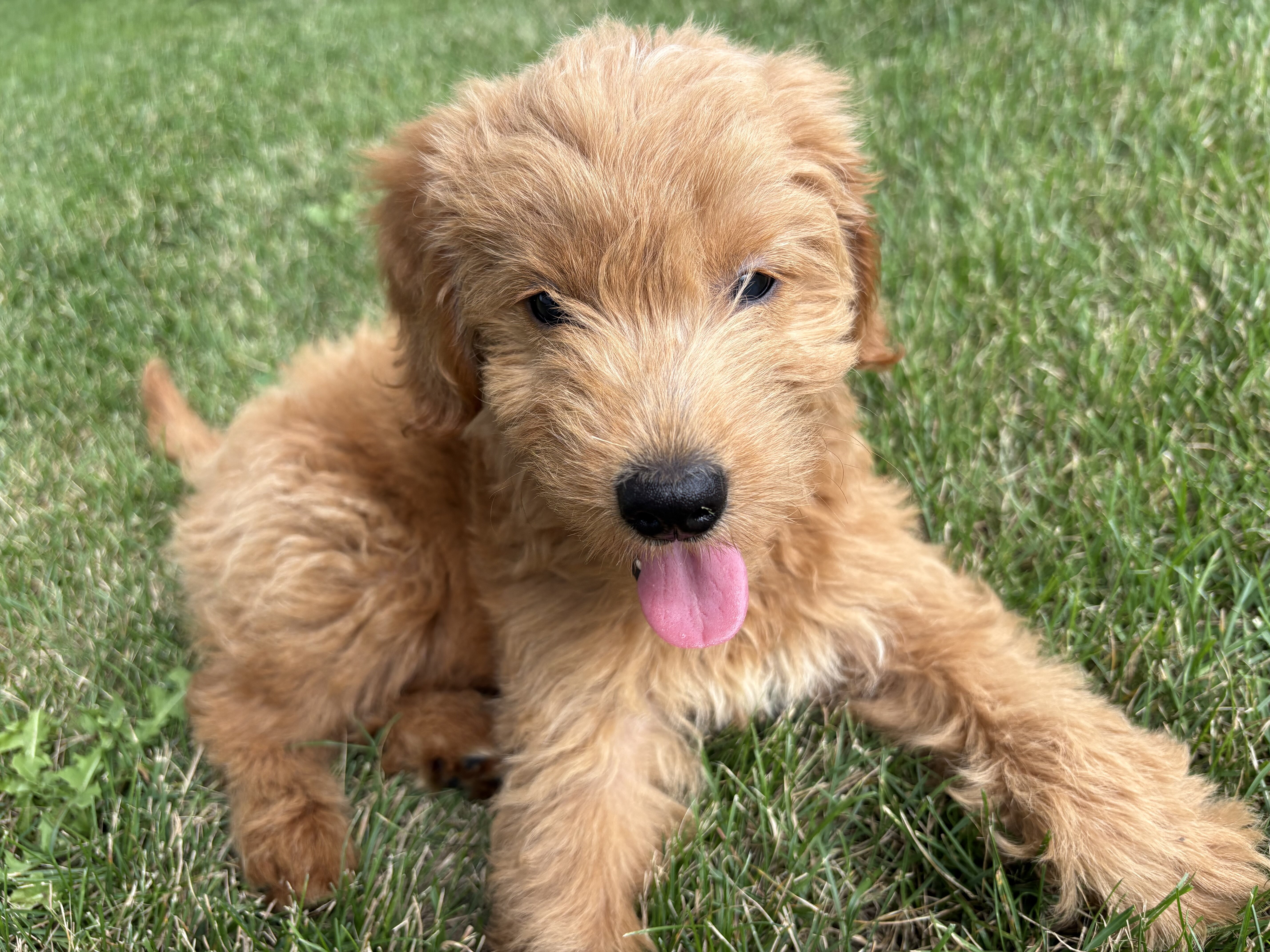 Goldendoodle image 1