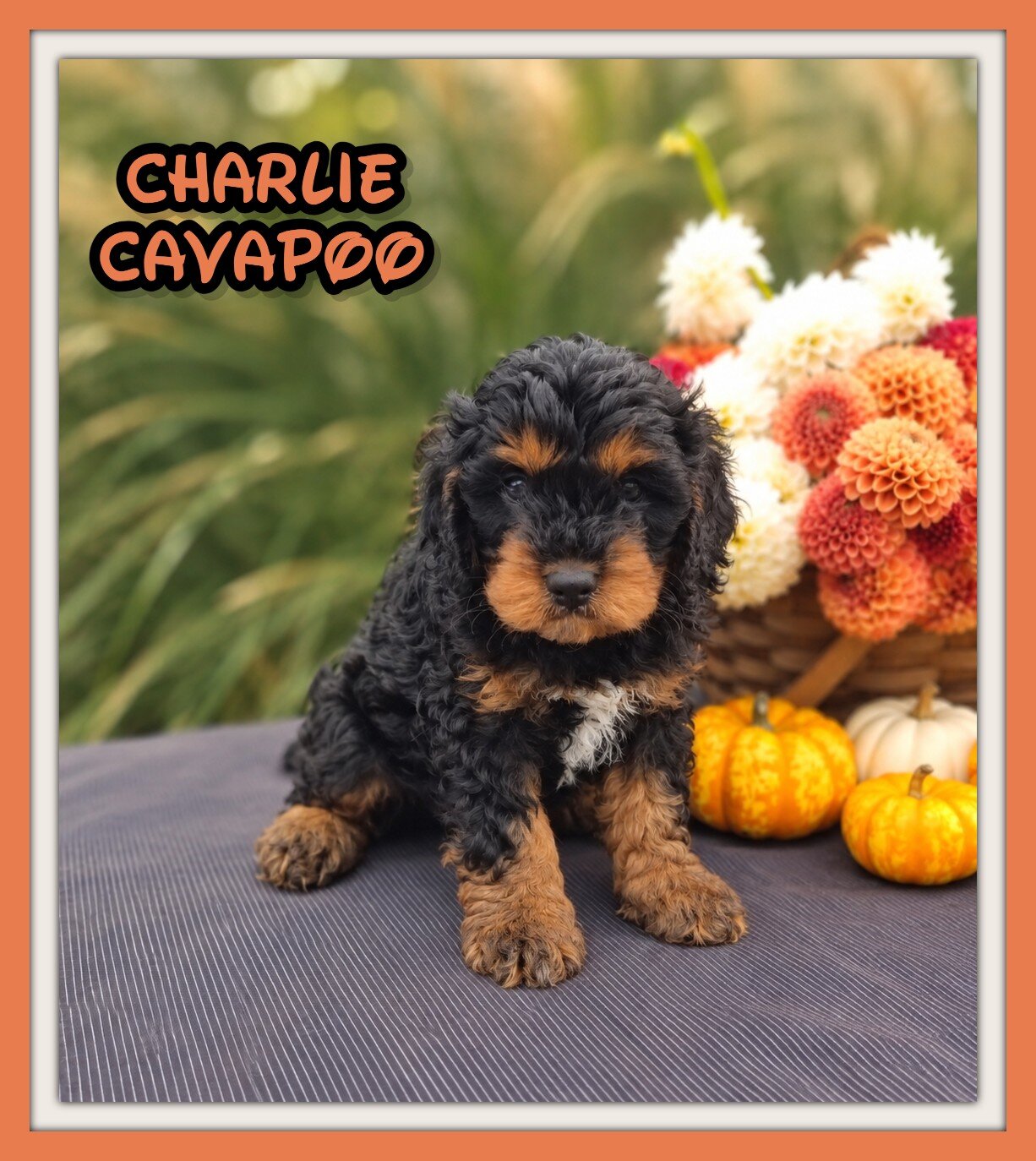 Charlie Male Cavapoo image 1
