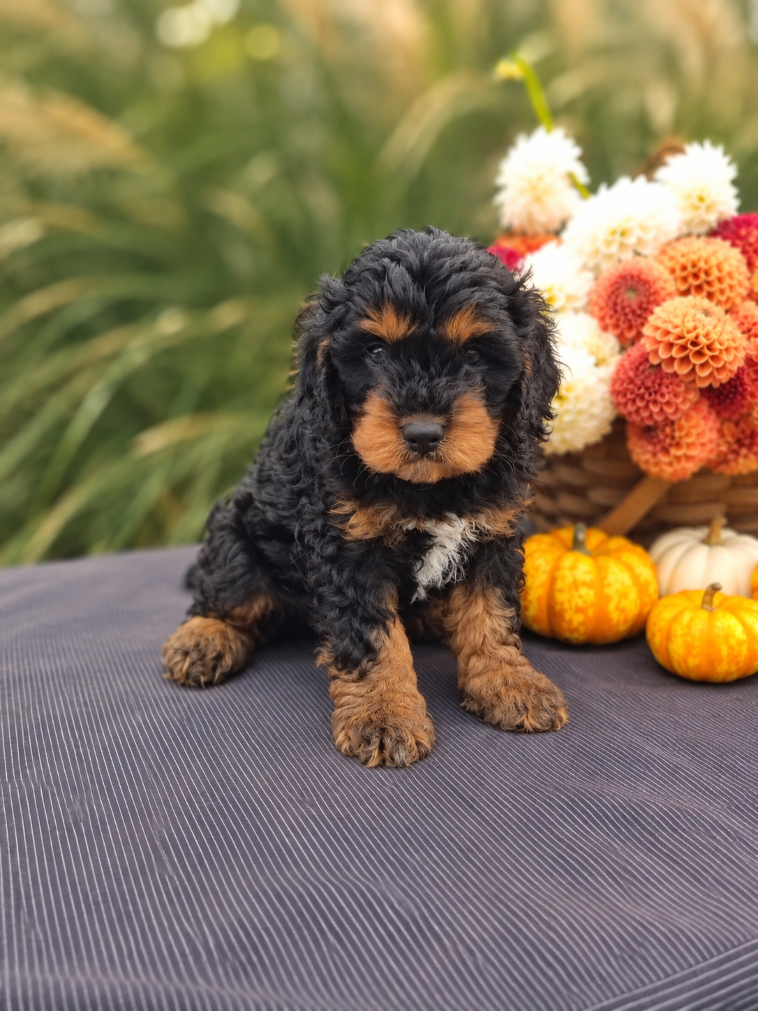 Charlie Male Cavapoo image 3