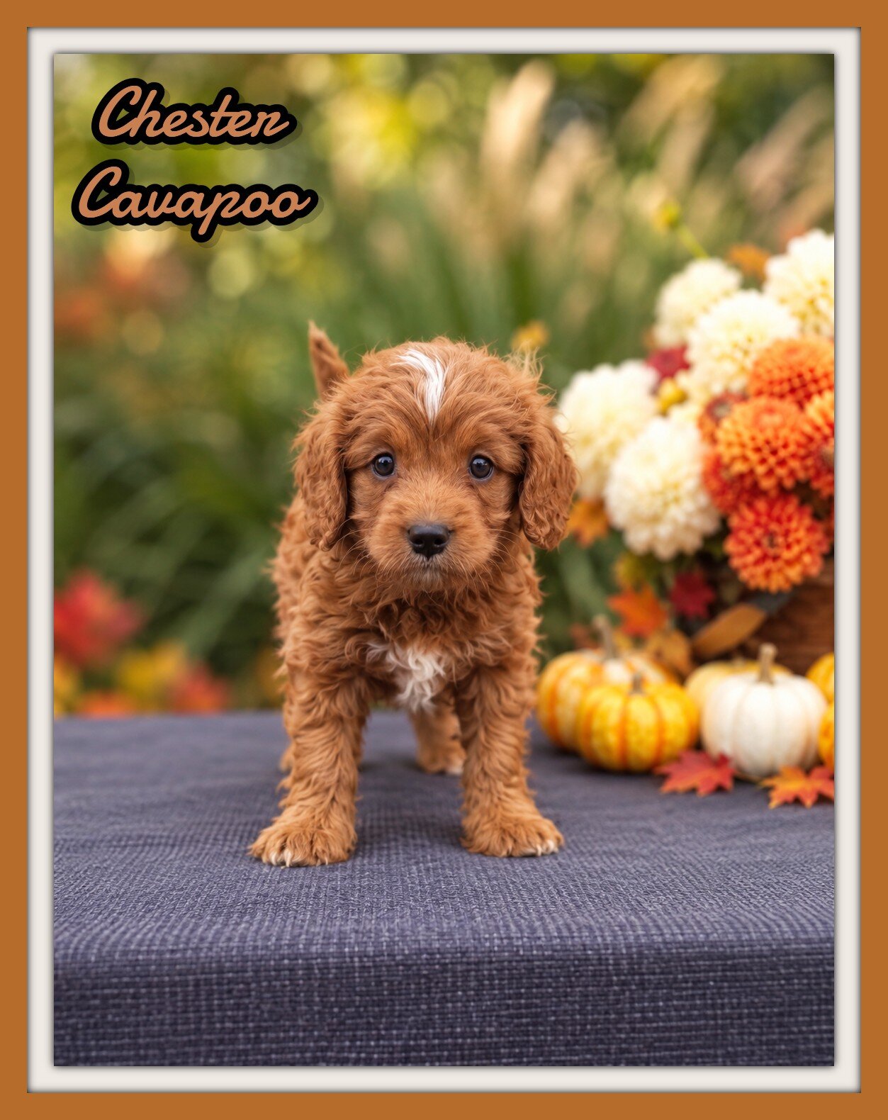 Chester Male Cavapoo image 1
