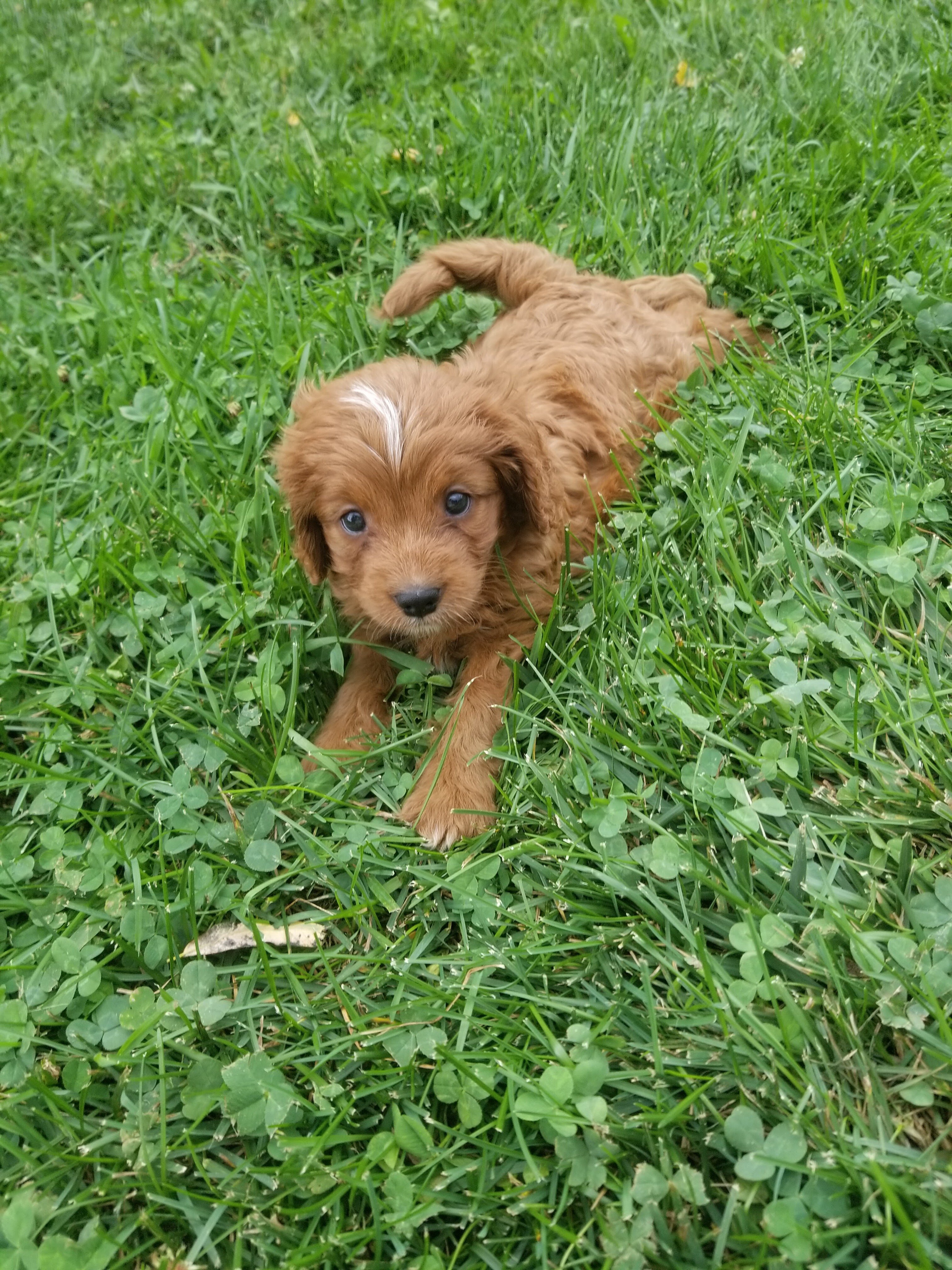 Chester Male Cavapoo image 5