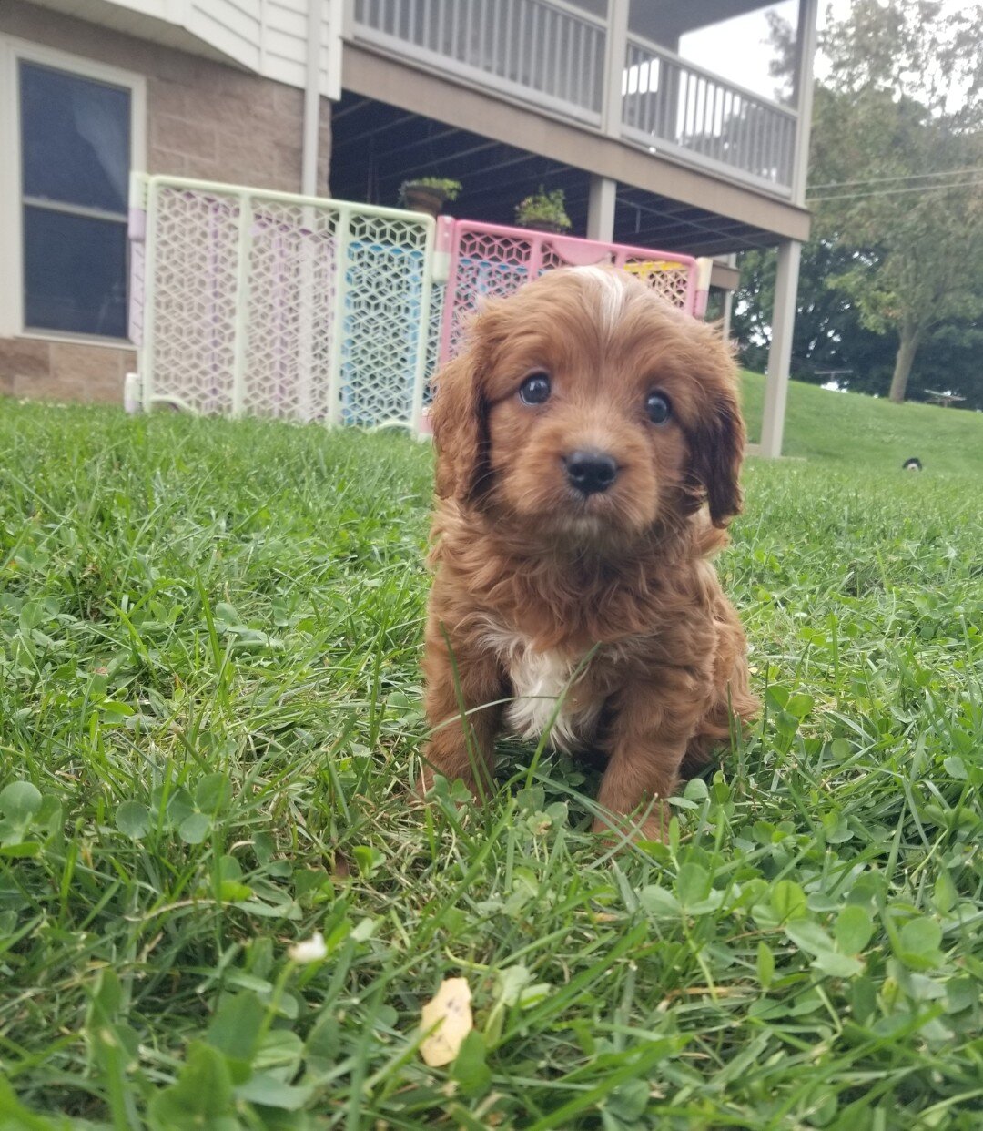 Chester Male Cavapoo image 3