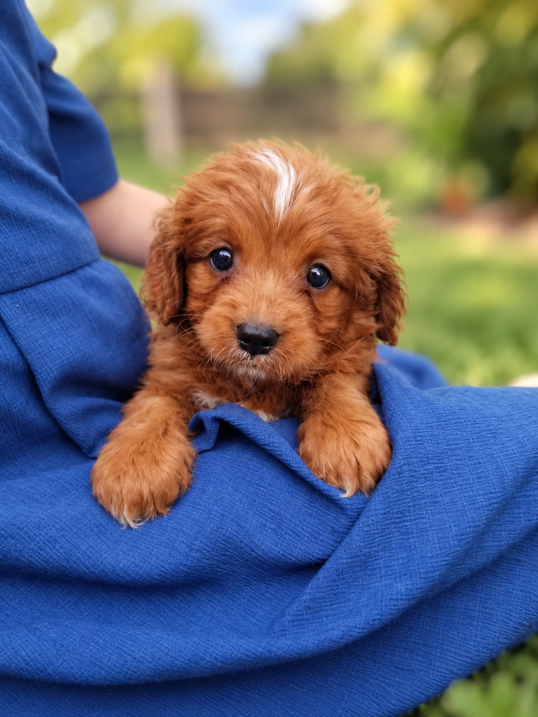 Chester Male Cavapoo image 4