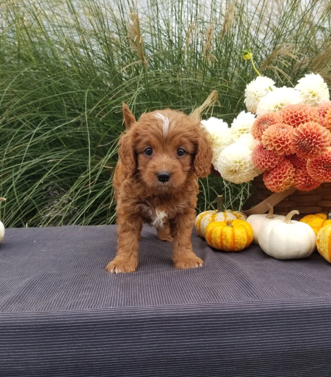 Chester Male Cavapoo image 2
