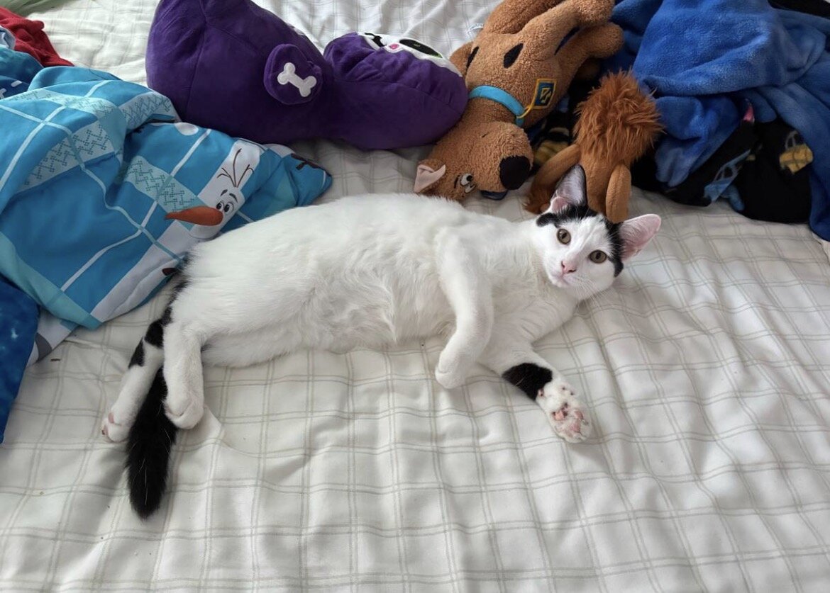 Snowball is looking for a home image 1