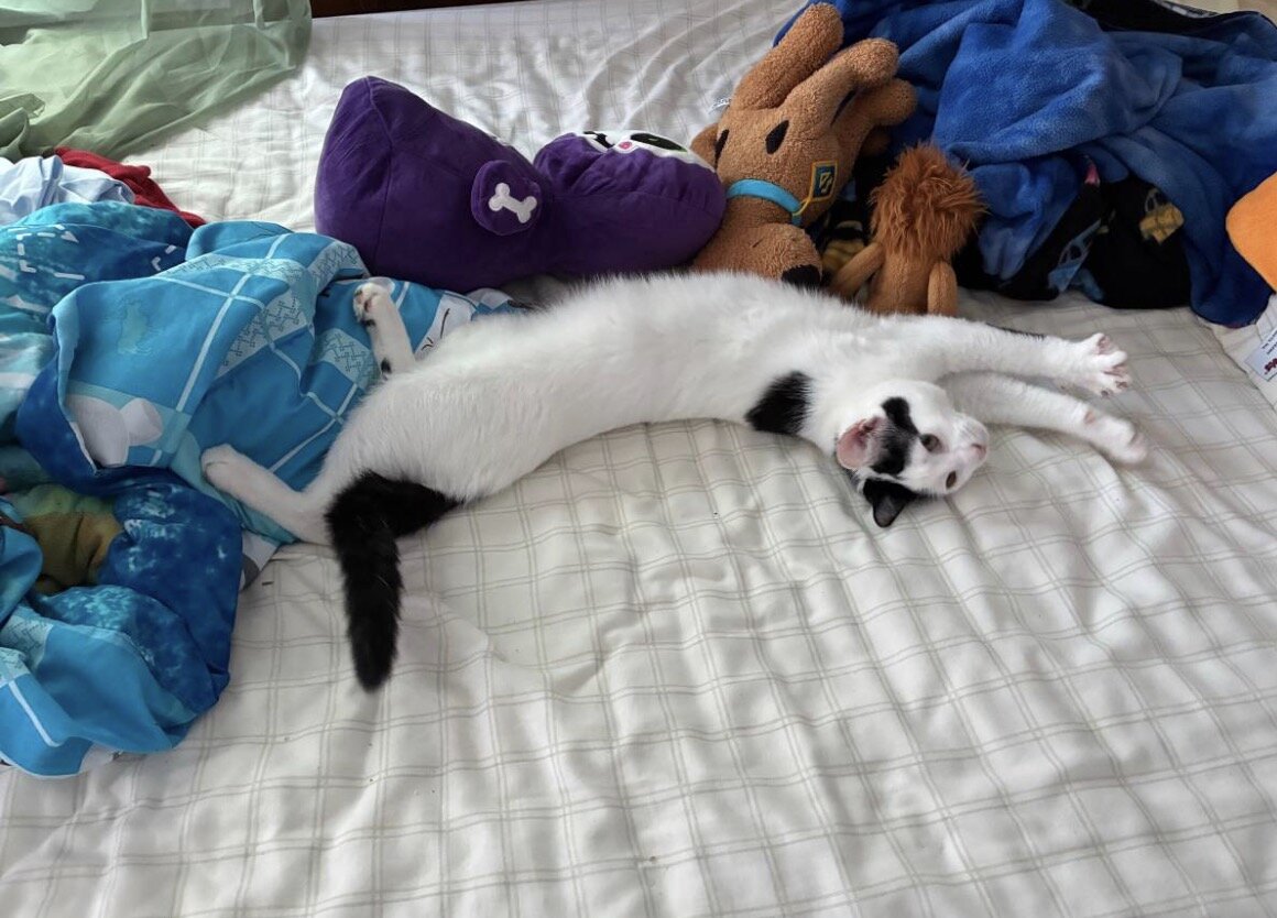 Snowball is looking for a home image 2