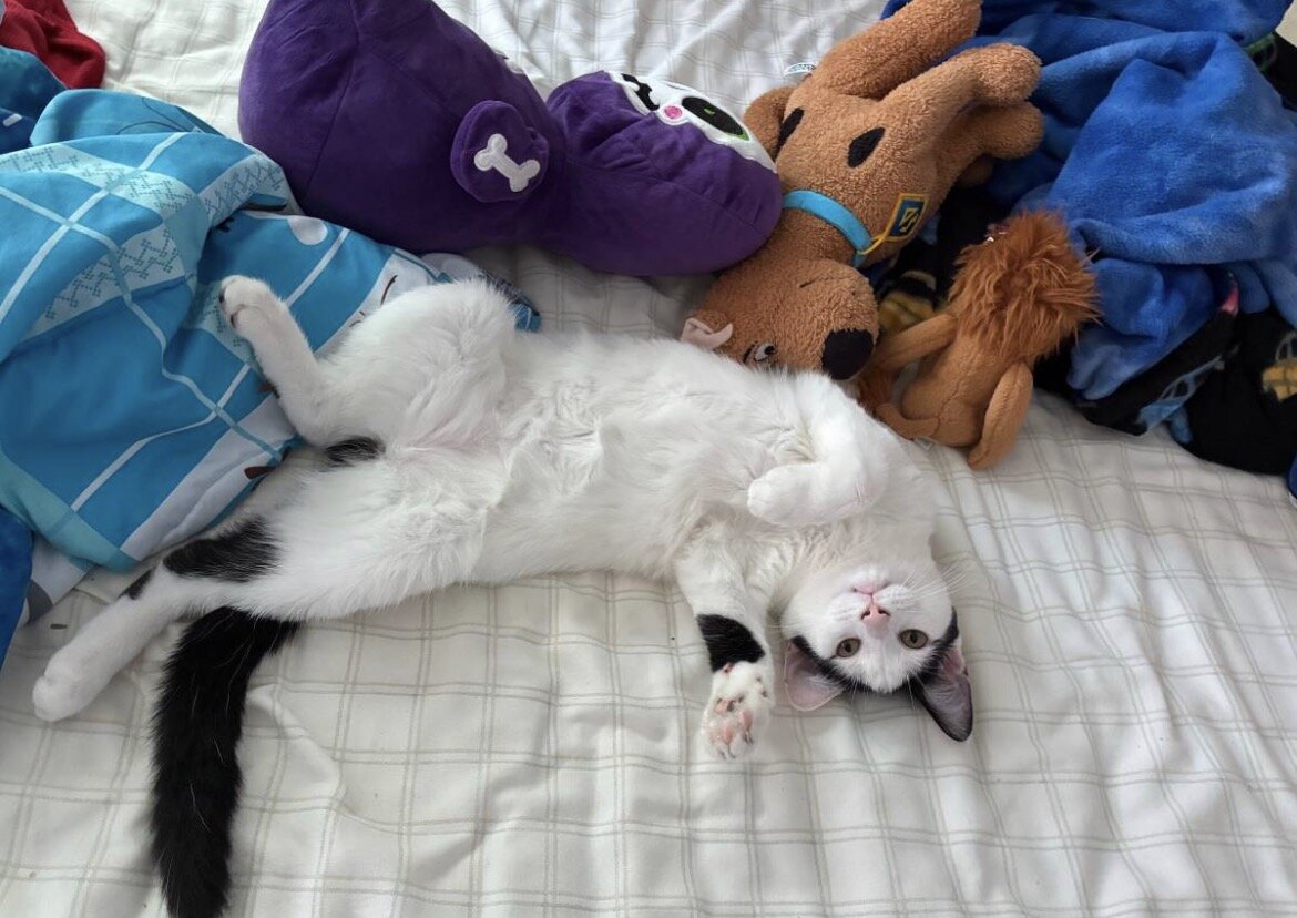 Snowball is looking for a home image 3