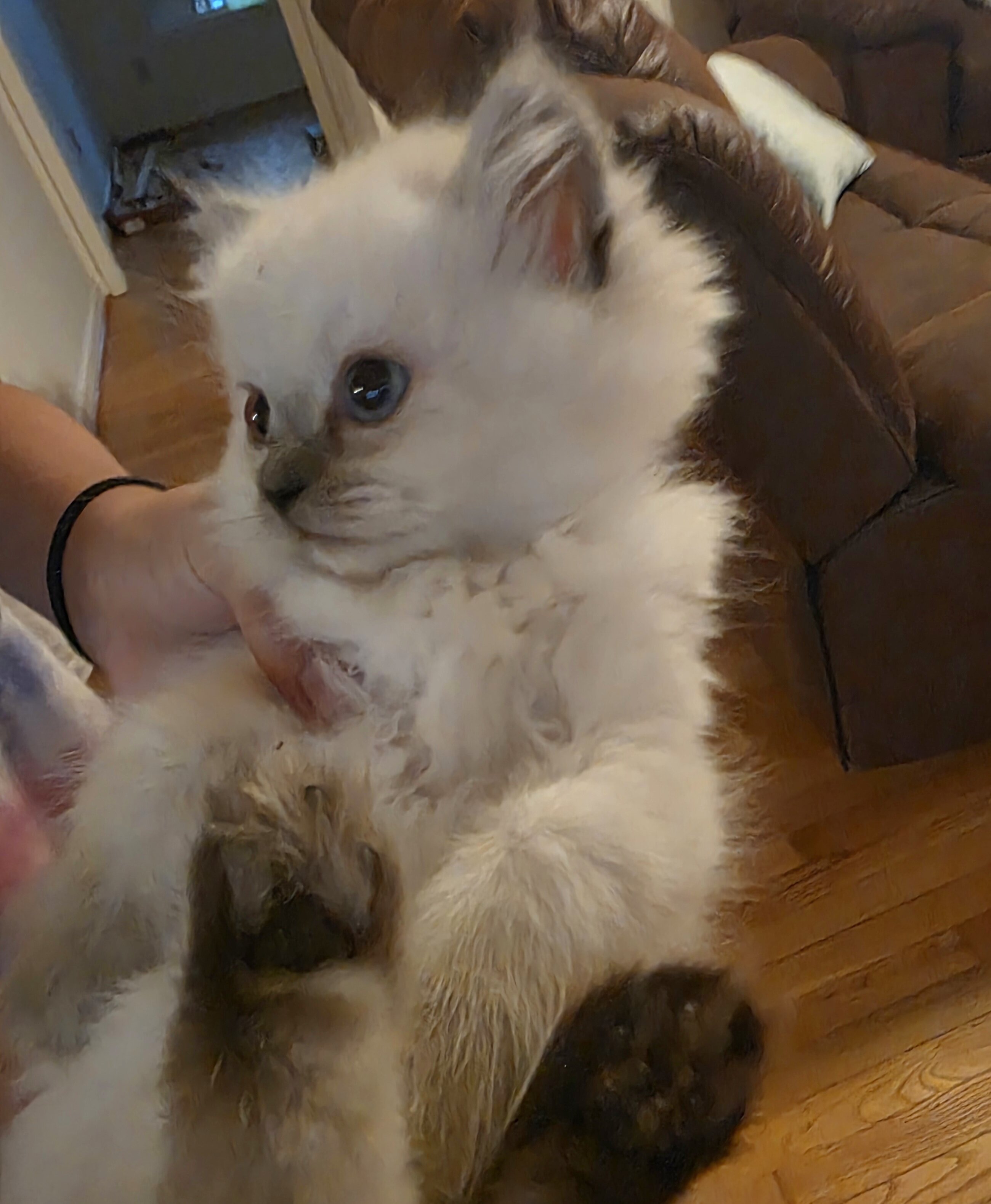 Ragdoll kittens image 4