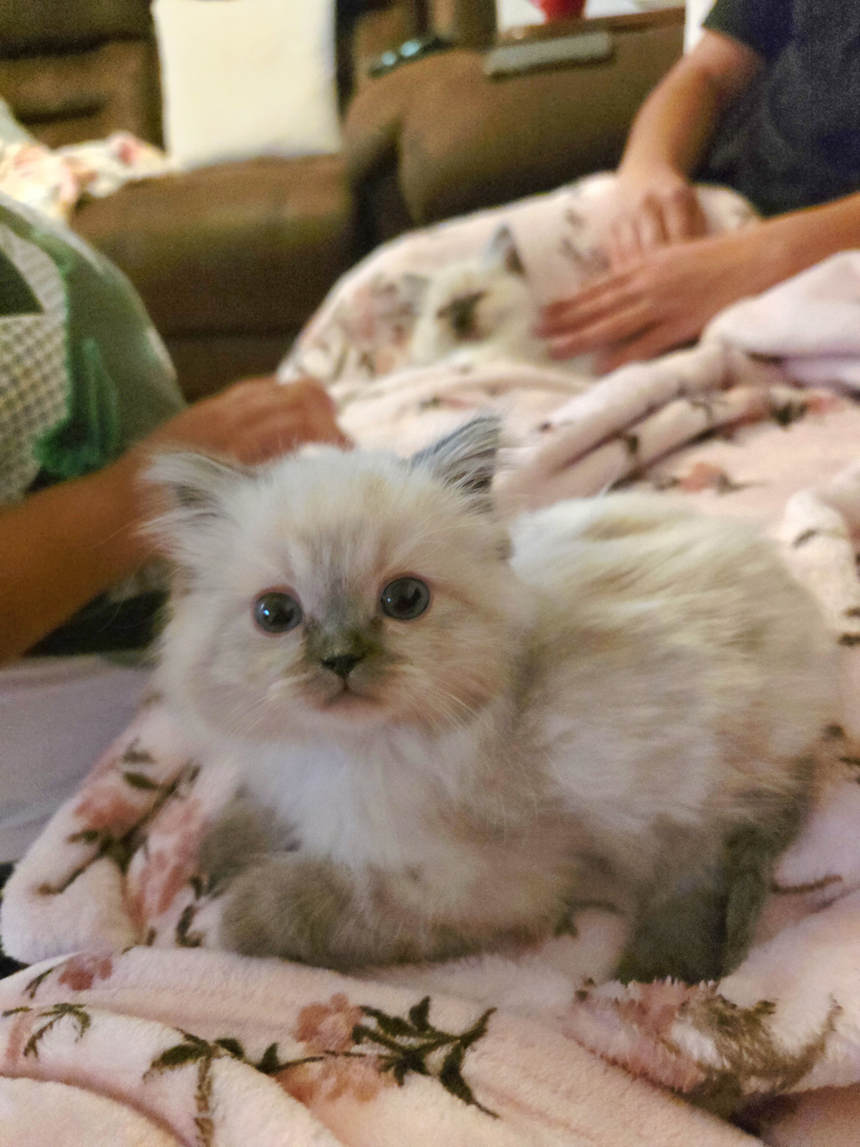 Ragdoll kittens image 3