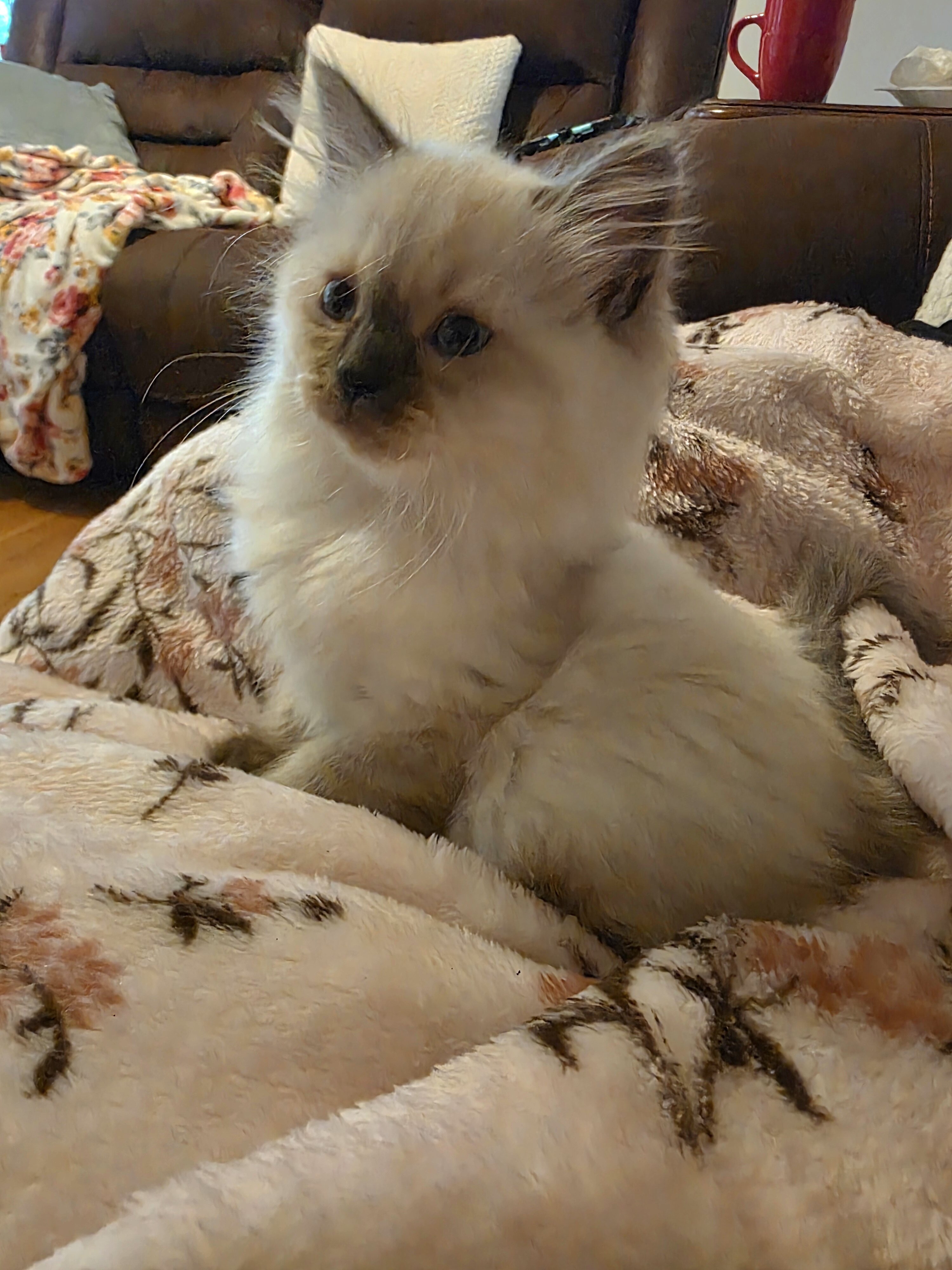 Ragdoll kittens image 2