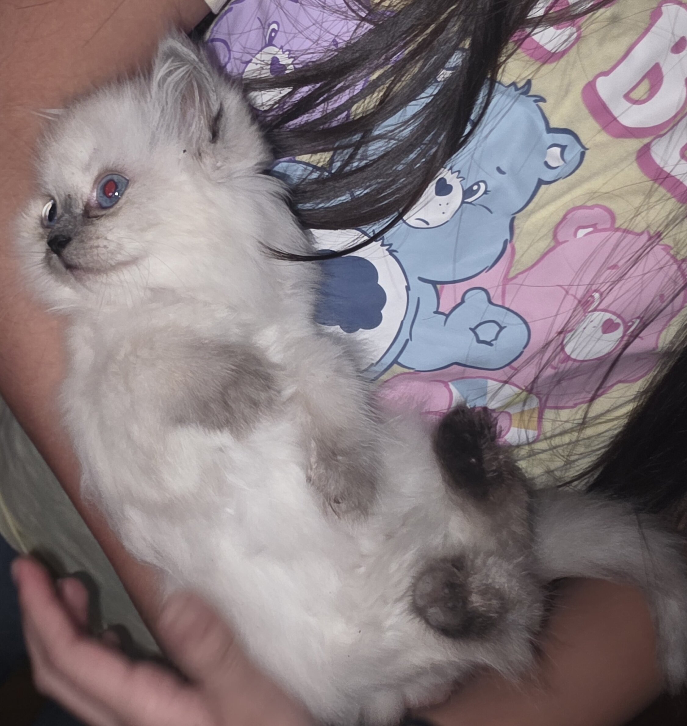 Ragdoll kittens image 5