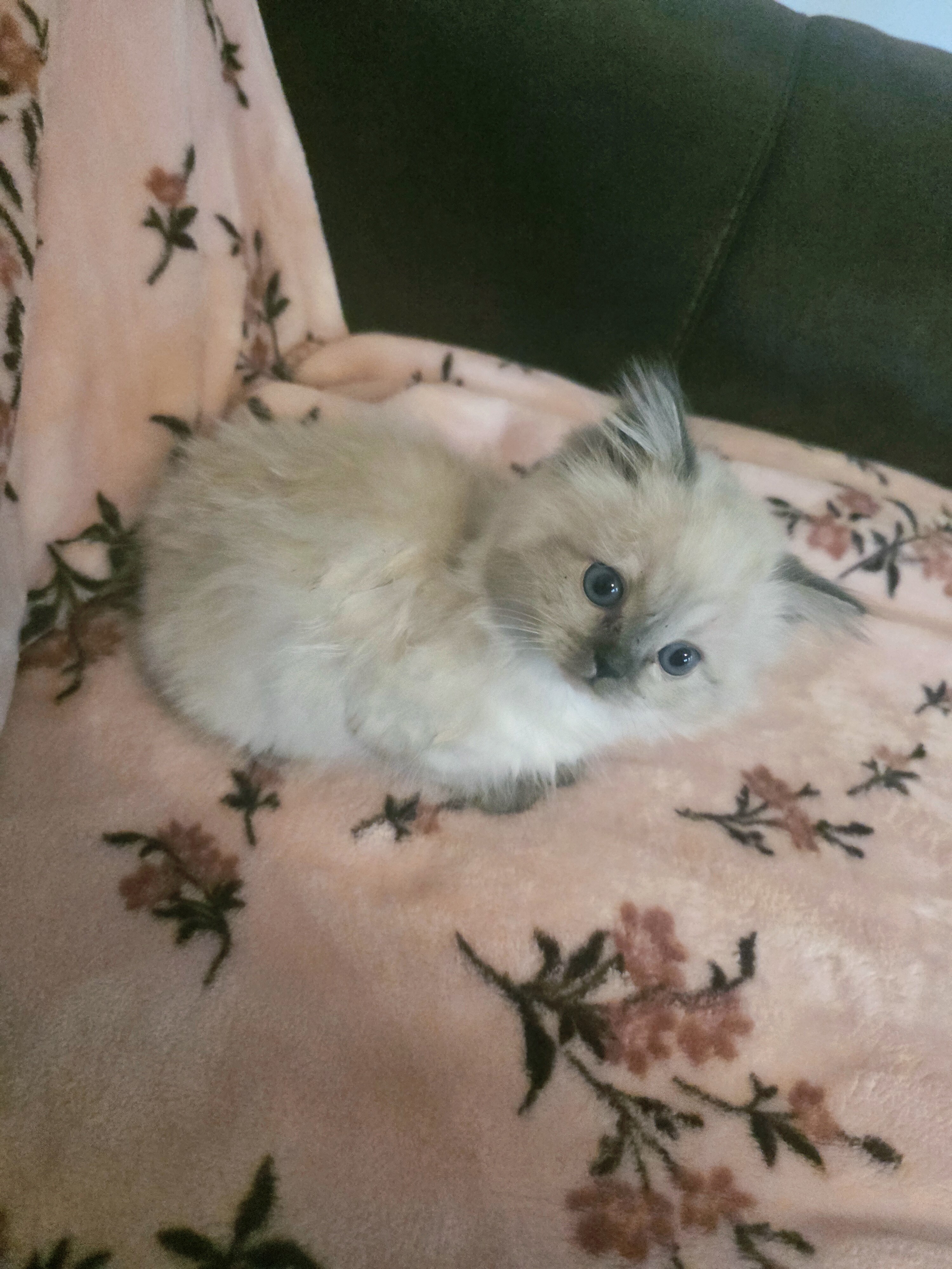 Ragdoll kittens image 1