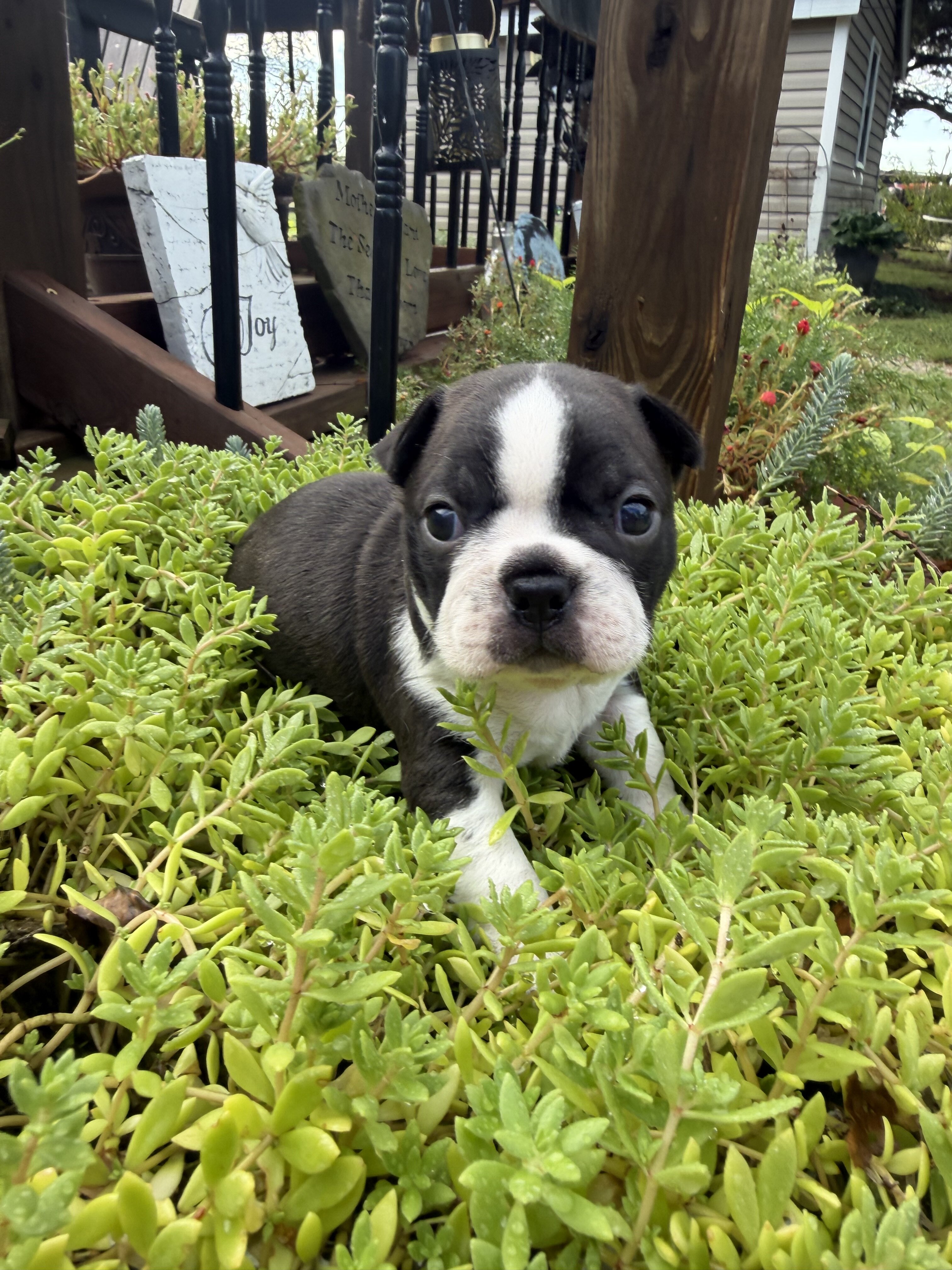 Adorable Boston terrier puppies image 3