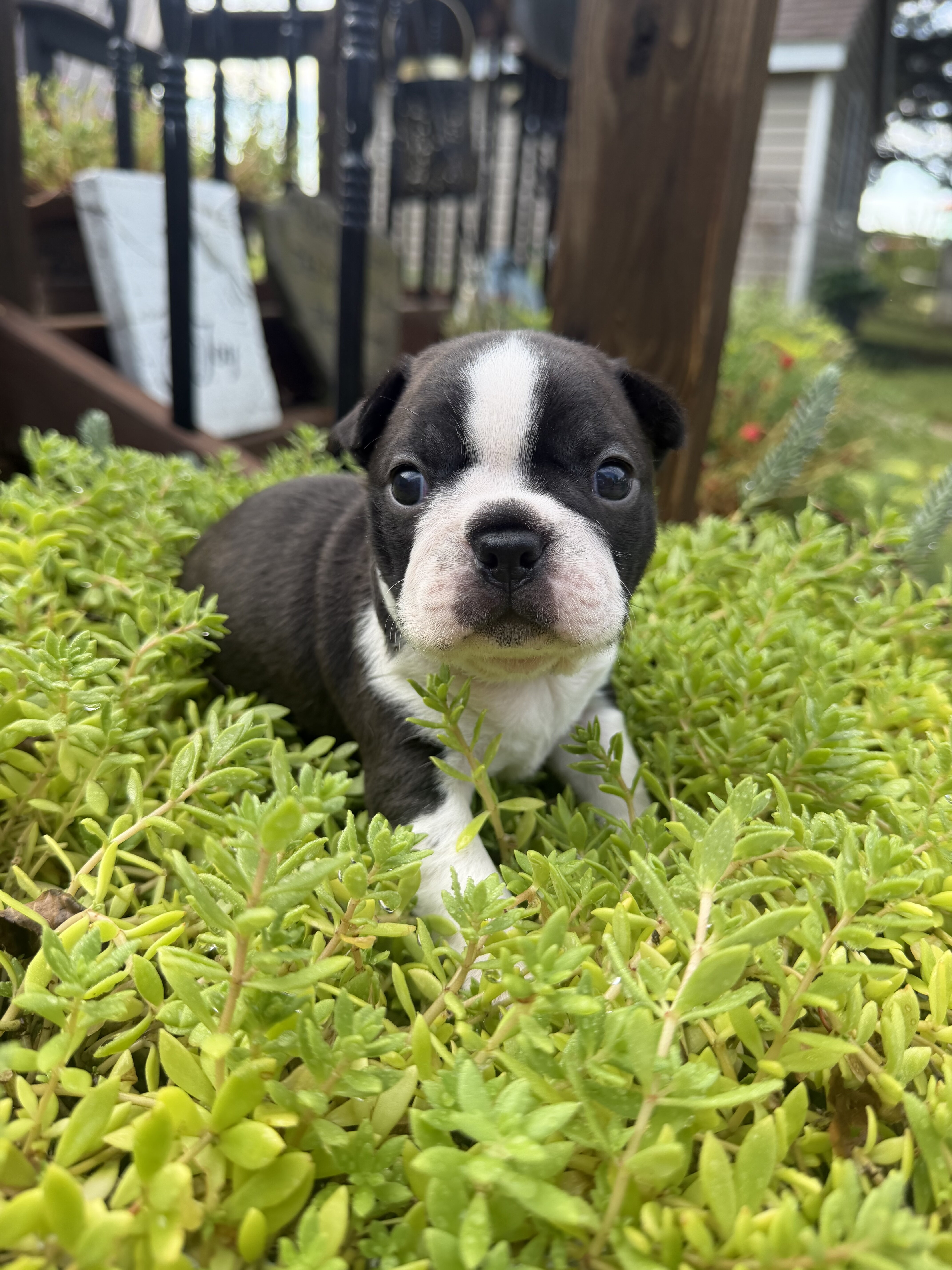 Adorable Boston terrier puppies image 2