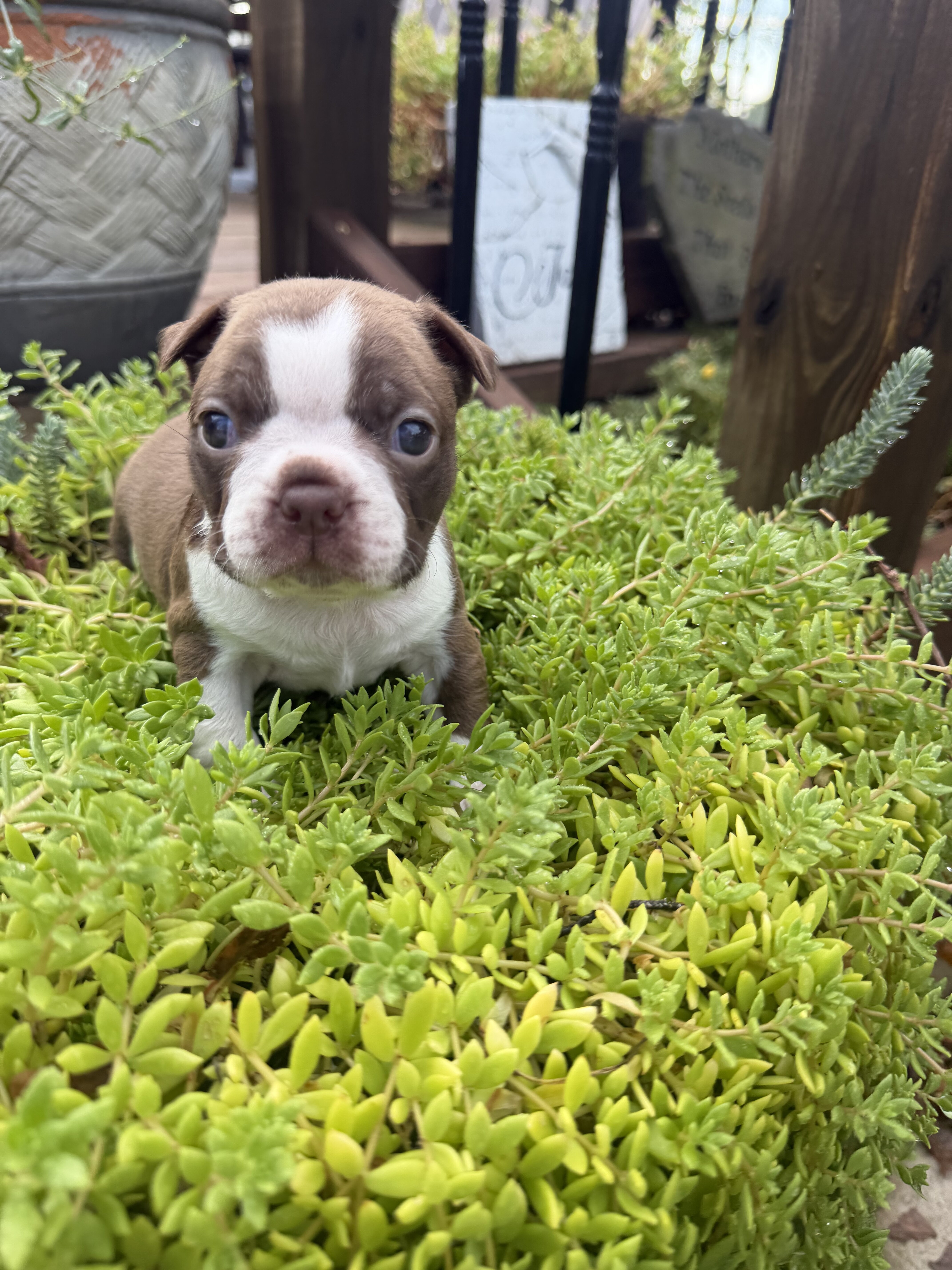 Adorable Boston terrier puppies image 4