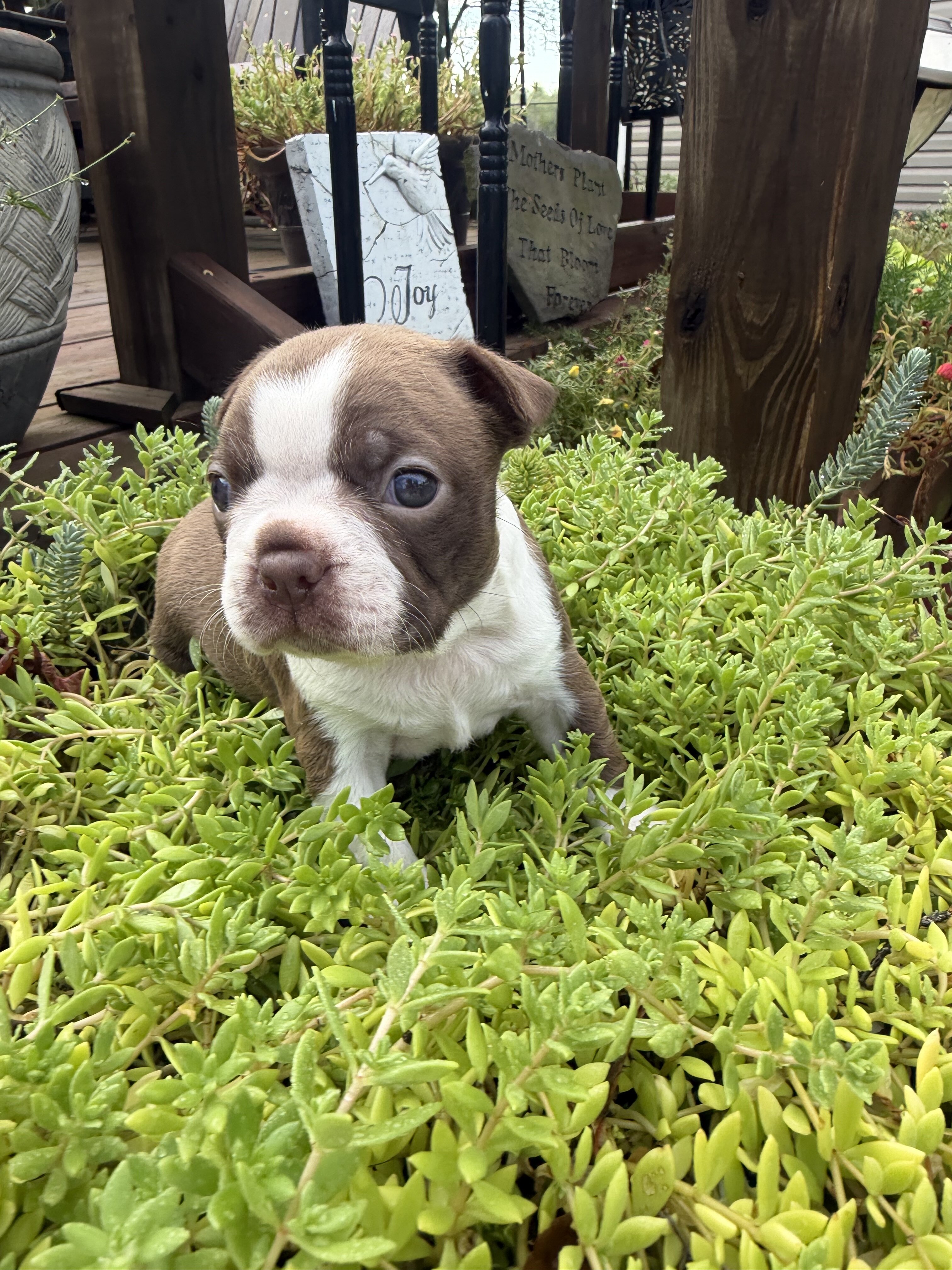 Adorable Boston terrier puppies image 5