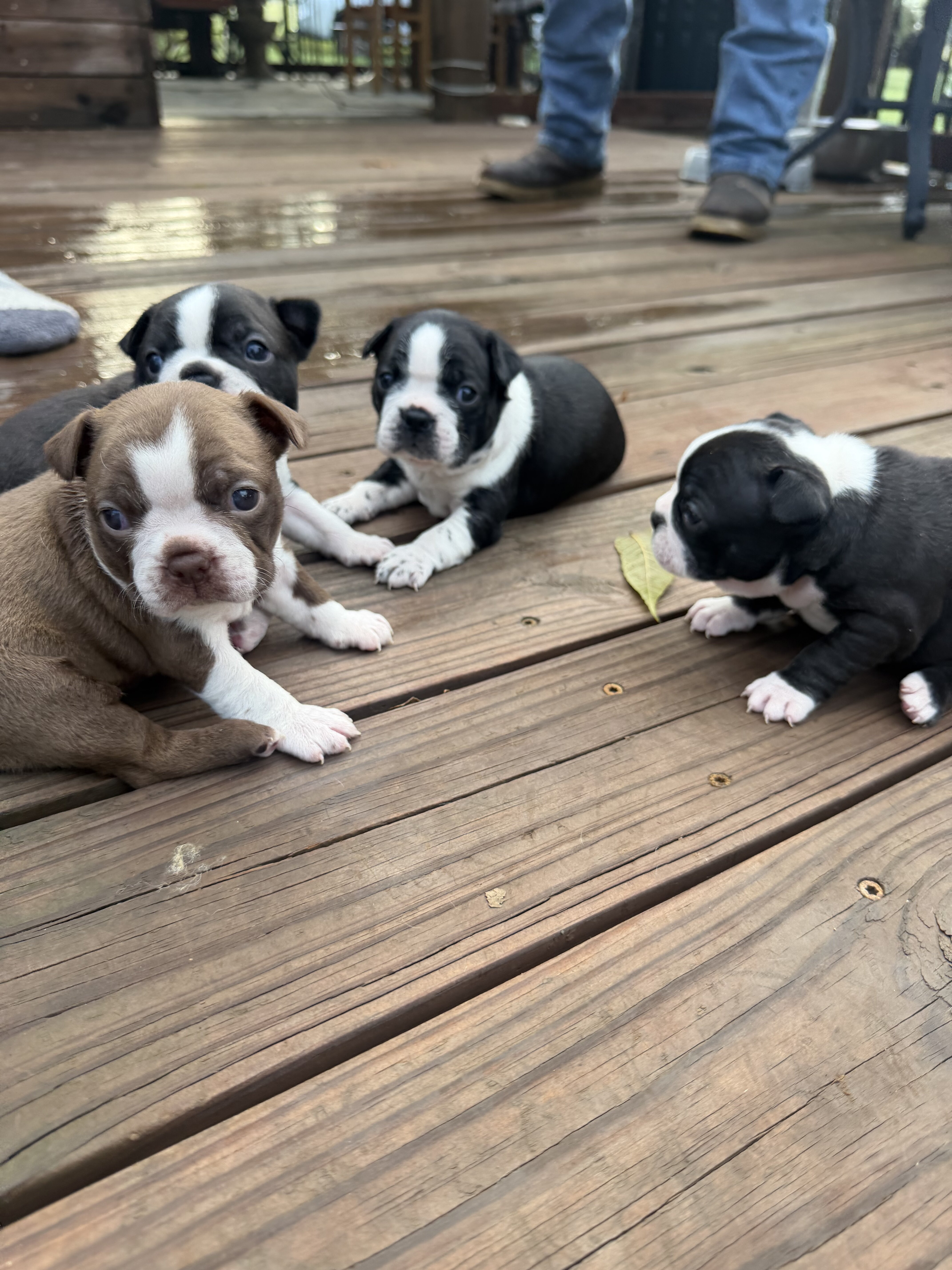 Adorable Boston terrier puppies image 1