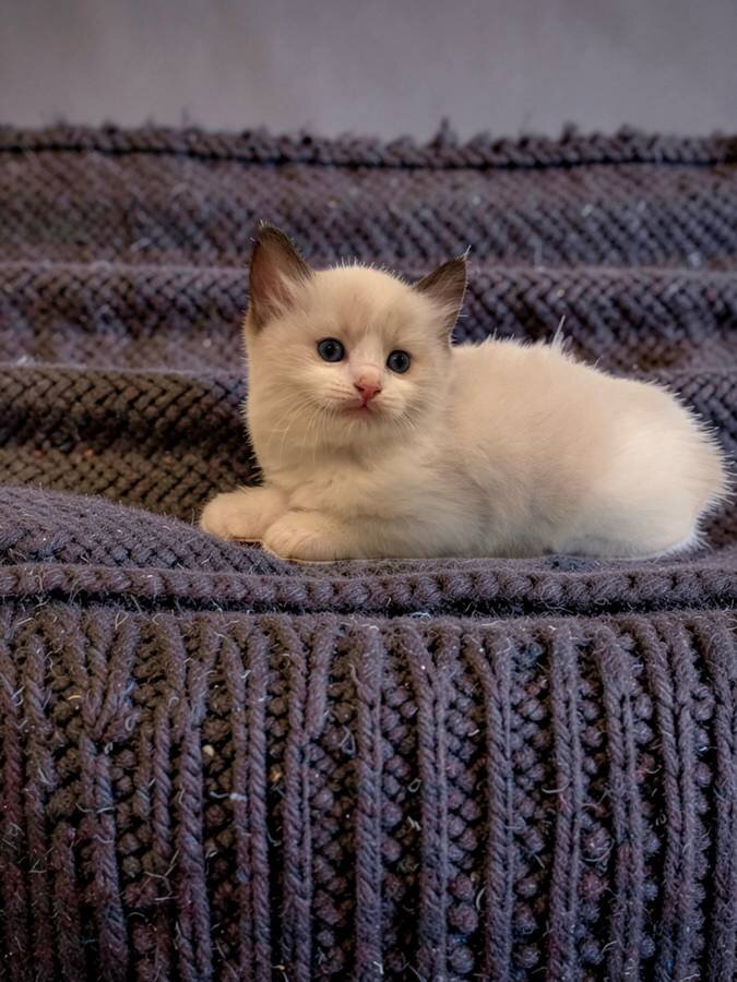 Full Ragdoll kittens image 1