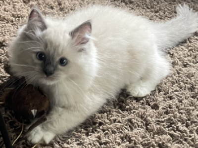 Full Ragdoll kittens image 2