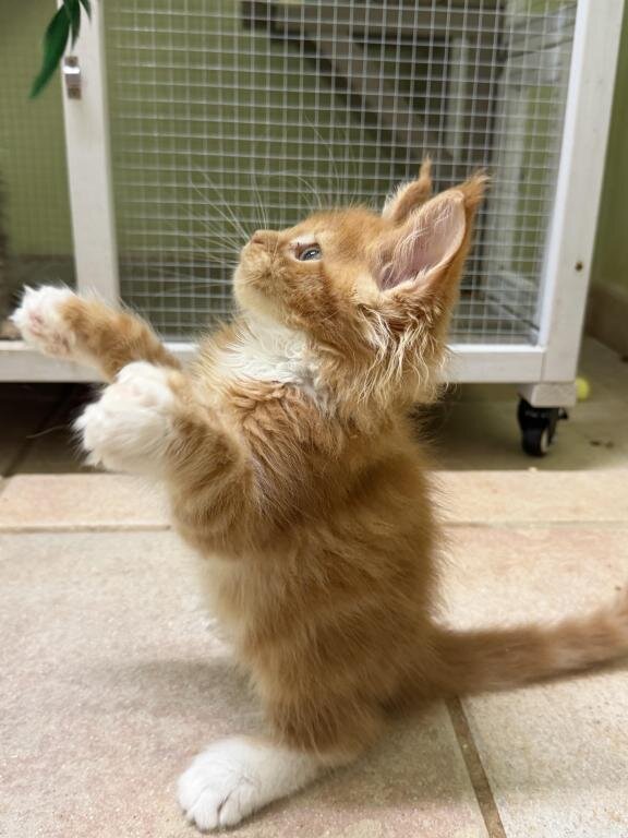 Fluffy Maine coon kittens image 1