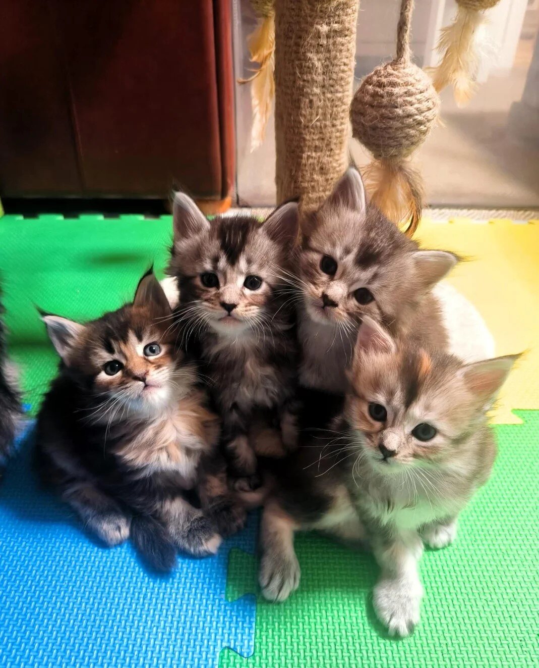Fluffy Maine coon kittens image 2