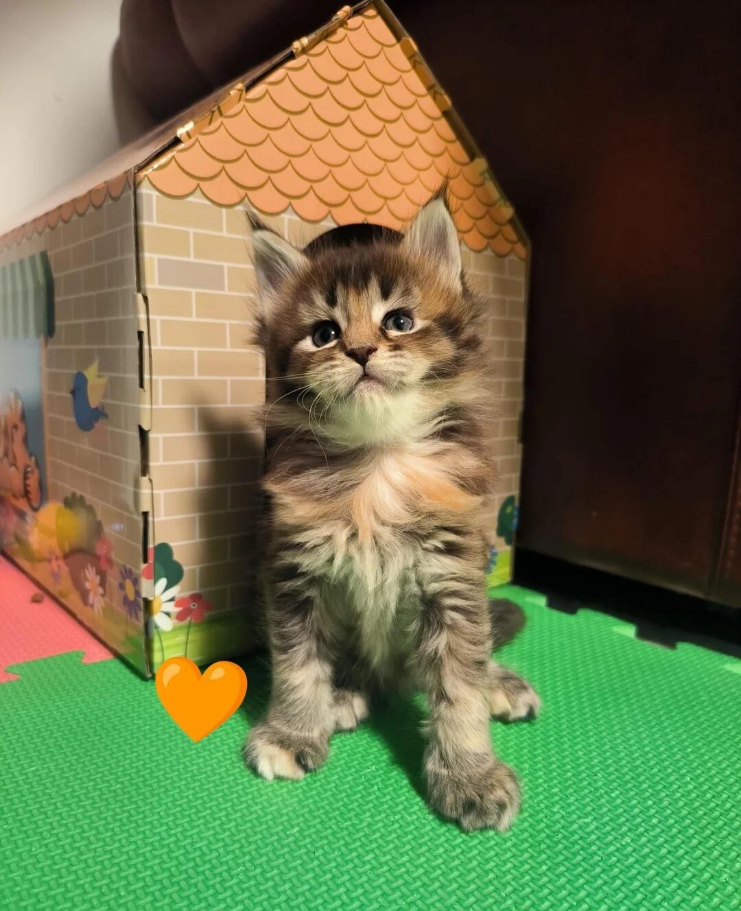 Fluffy Maine coon kittens image 3