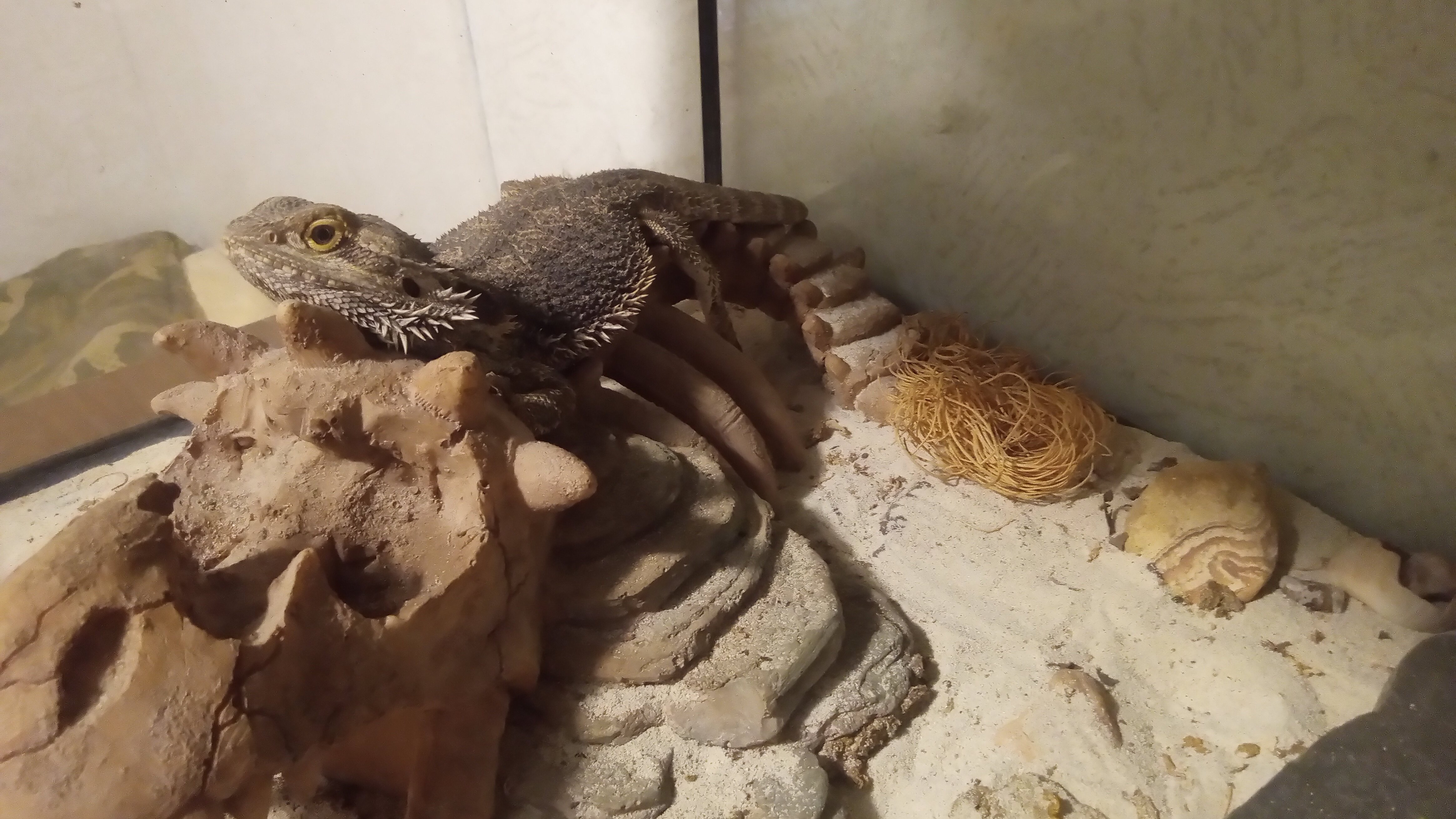 Free bearded dragons image 1